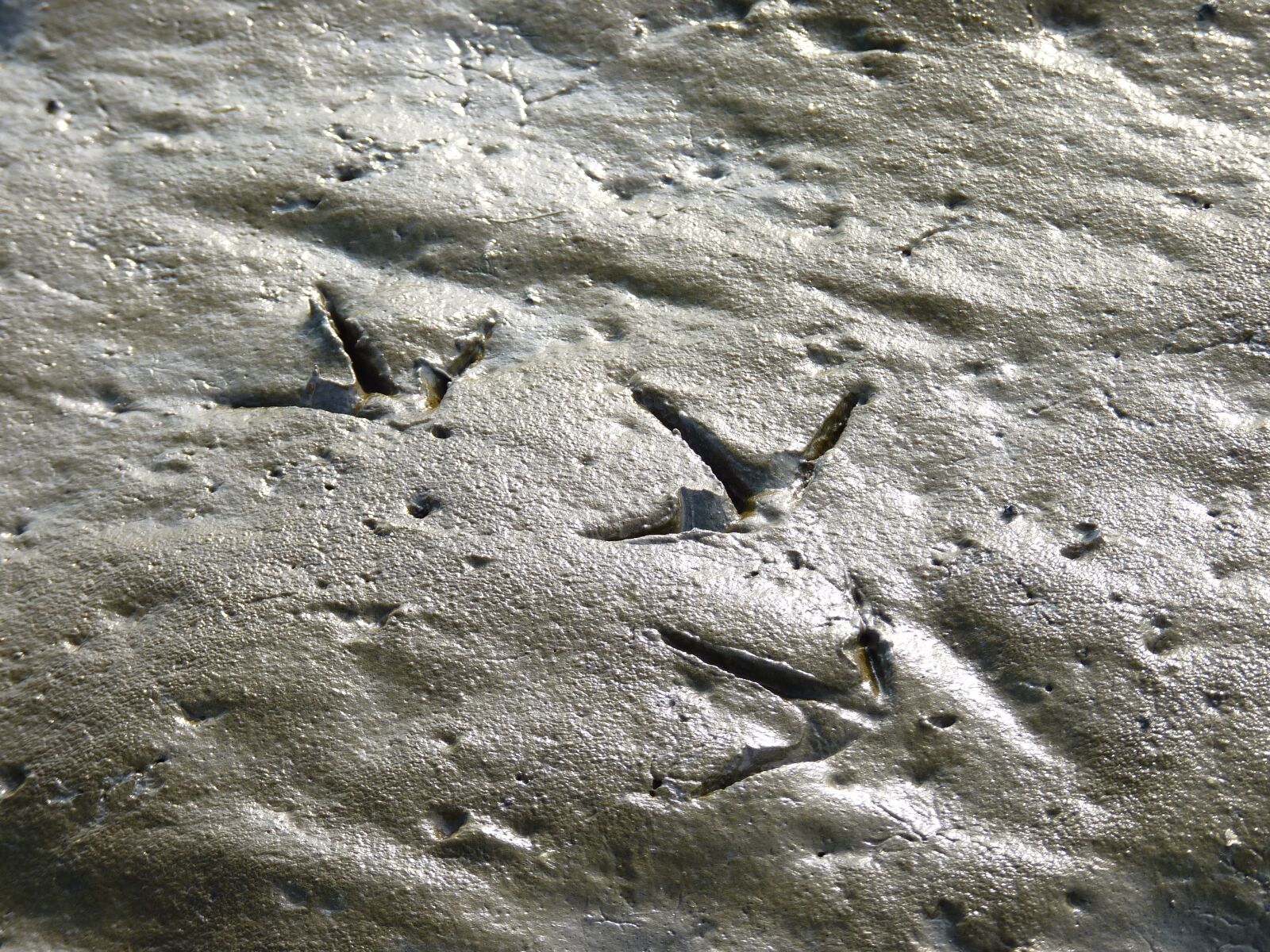 Panasonic Lumix DMC-FZ35 (Lumix DMC-FZ38) sample photo. Traces, bird, seagull photography