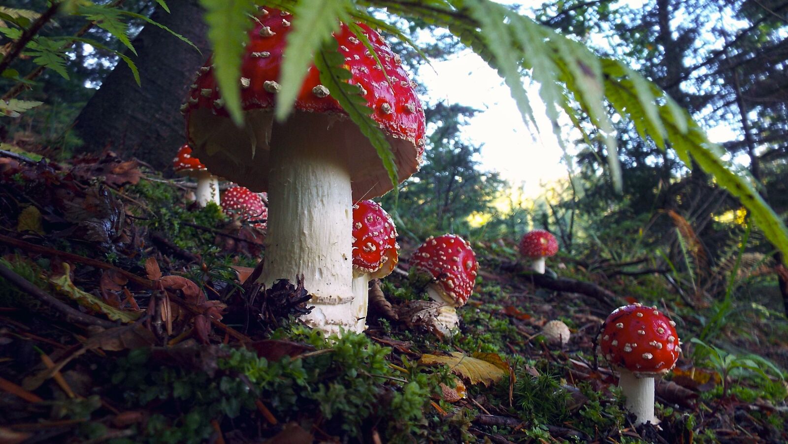 Fujifilm FinePix S9200 S9250 S9150 sample photo. Sponge, forest, toadstool once photography