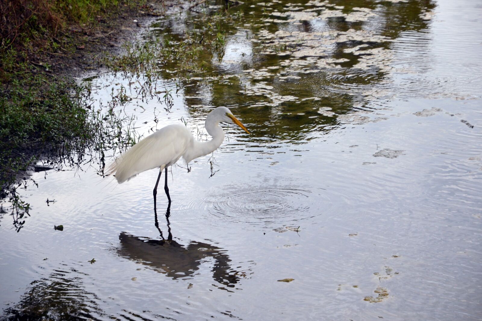 Nikon D600 sample photo. Egret, bird, water photography