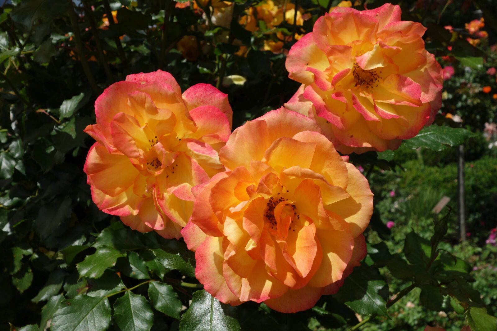 Sony Cyber-shot DSC-RX100 sample photo. Roses, flowers, orange photography