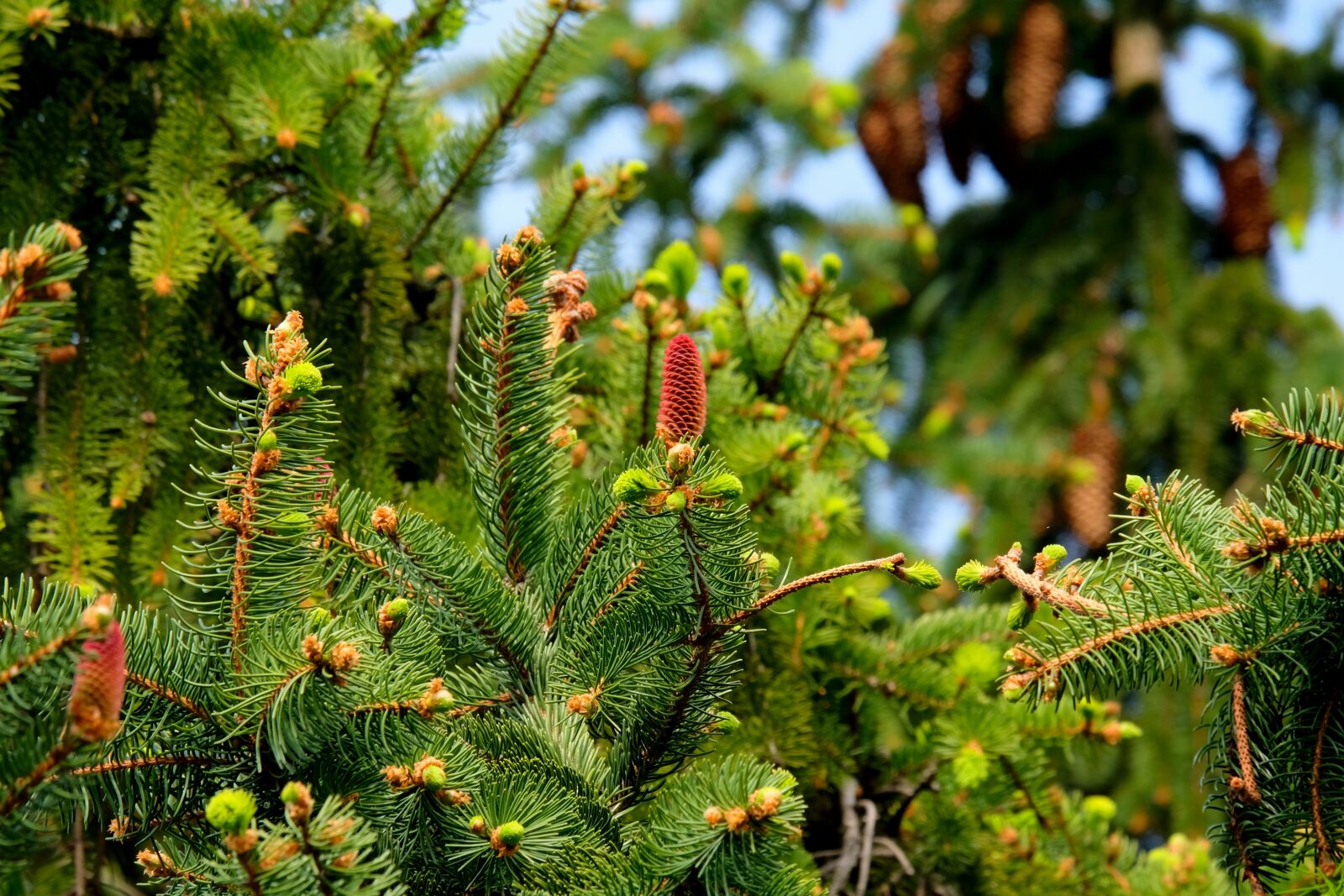 Fujifilm X-T20 sample photo. Fir tree, tree, nature photography