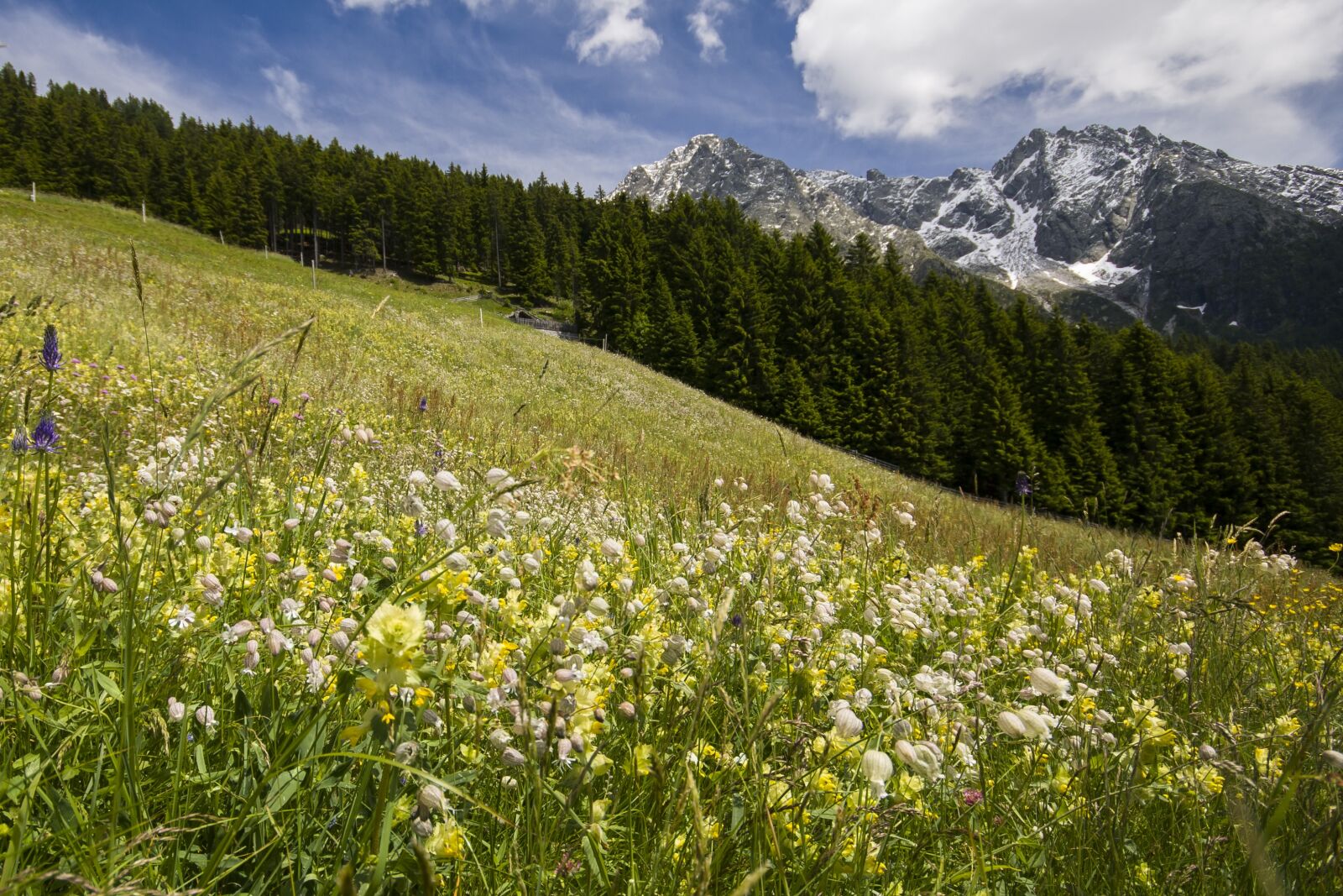 Canon EOS 400D (EOS Digital Rebel XTi / EOS Kiss Digital X) sample photo. Meran, landscape, flower meadow photography