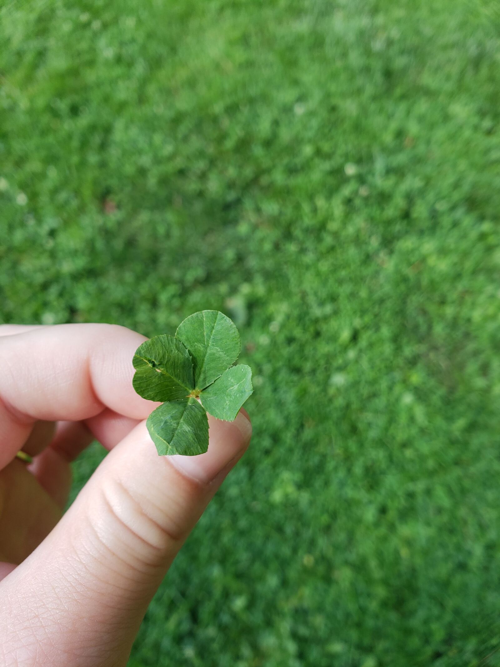 Samsung Galaxy S9 sample photo. Luck, four leaf clover photography