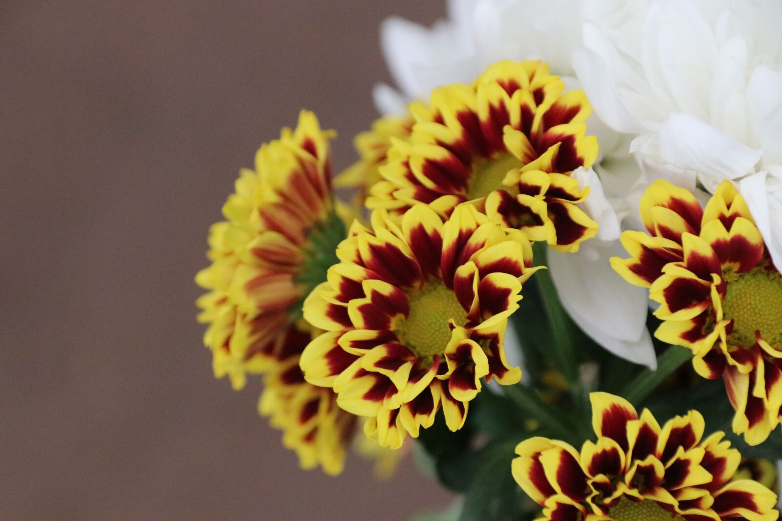 Canon EOS 80D sample photo. Flowers, yellow, spring photography