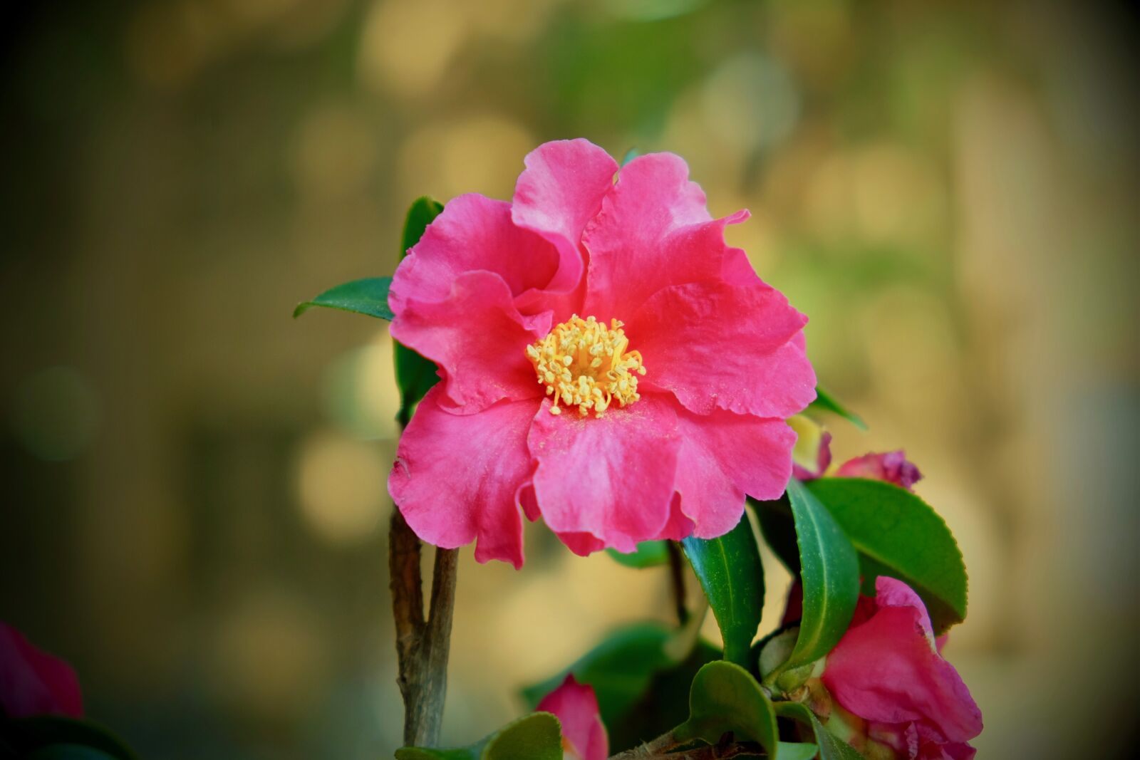 Fujifilm X-T10 sample photo. Flower, university, campus photography