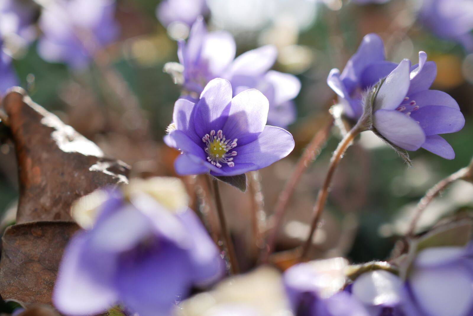 Panasonic DMC-G81 sample photo. Hepatica, purple, flower photography
