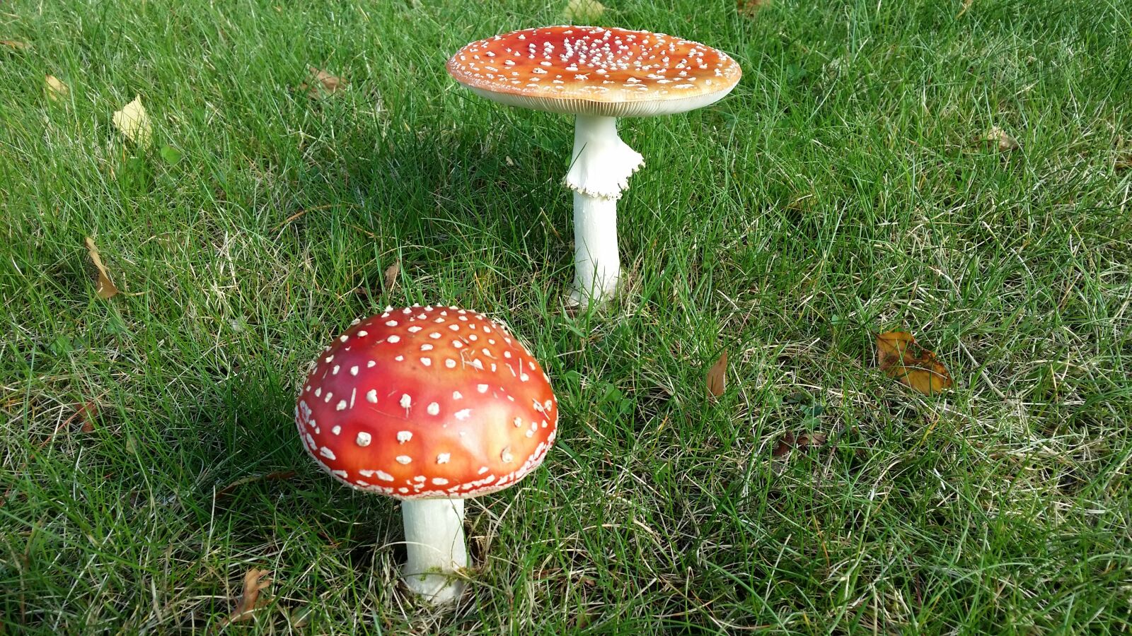 Samsung Galaxy S4 sample photo. Autumn, flugsvampar, large mushrooms photography