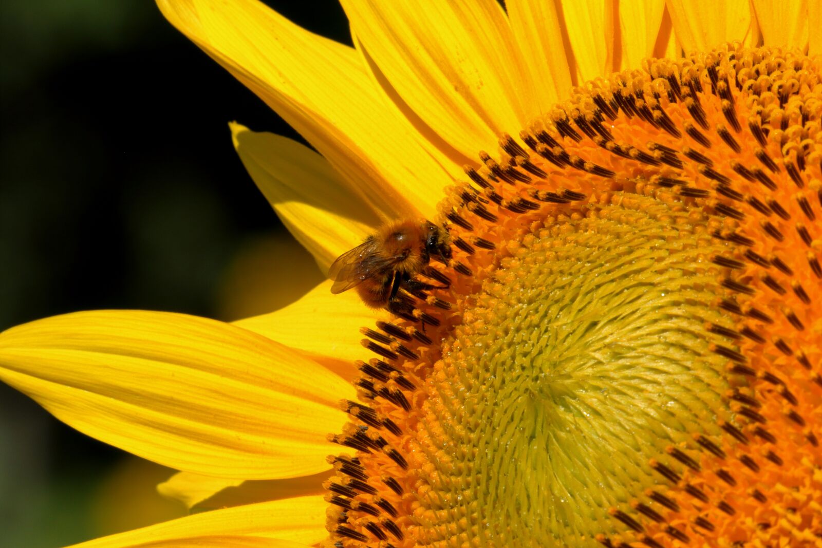 Canon EOS 7D Mark II sample photo. Nectar, bee, flower photography