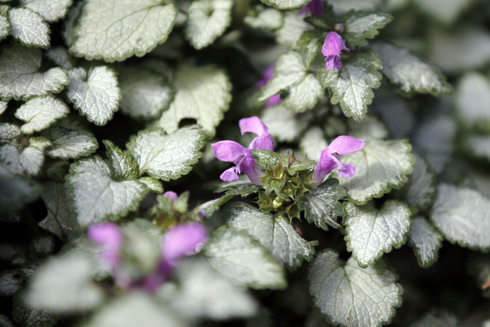 Canon EOS 60D sample photo. Flower, pink, plant photography