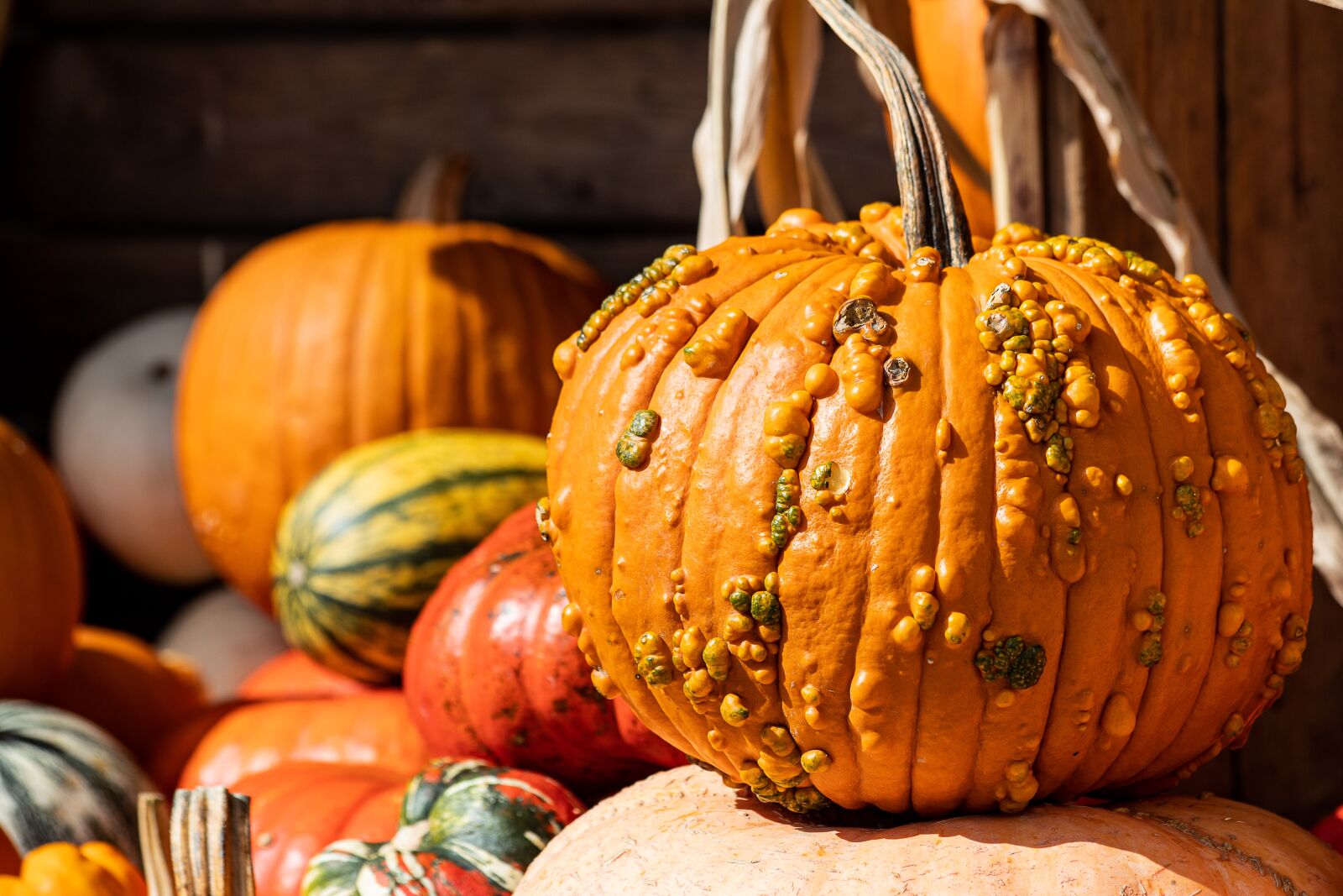 Canon EF 70-300mm F4-5.6 IS USM sample photo. Pumpkin, pumpkins, decoration photography