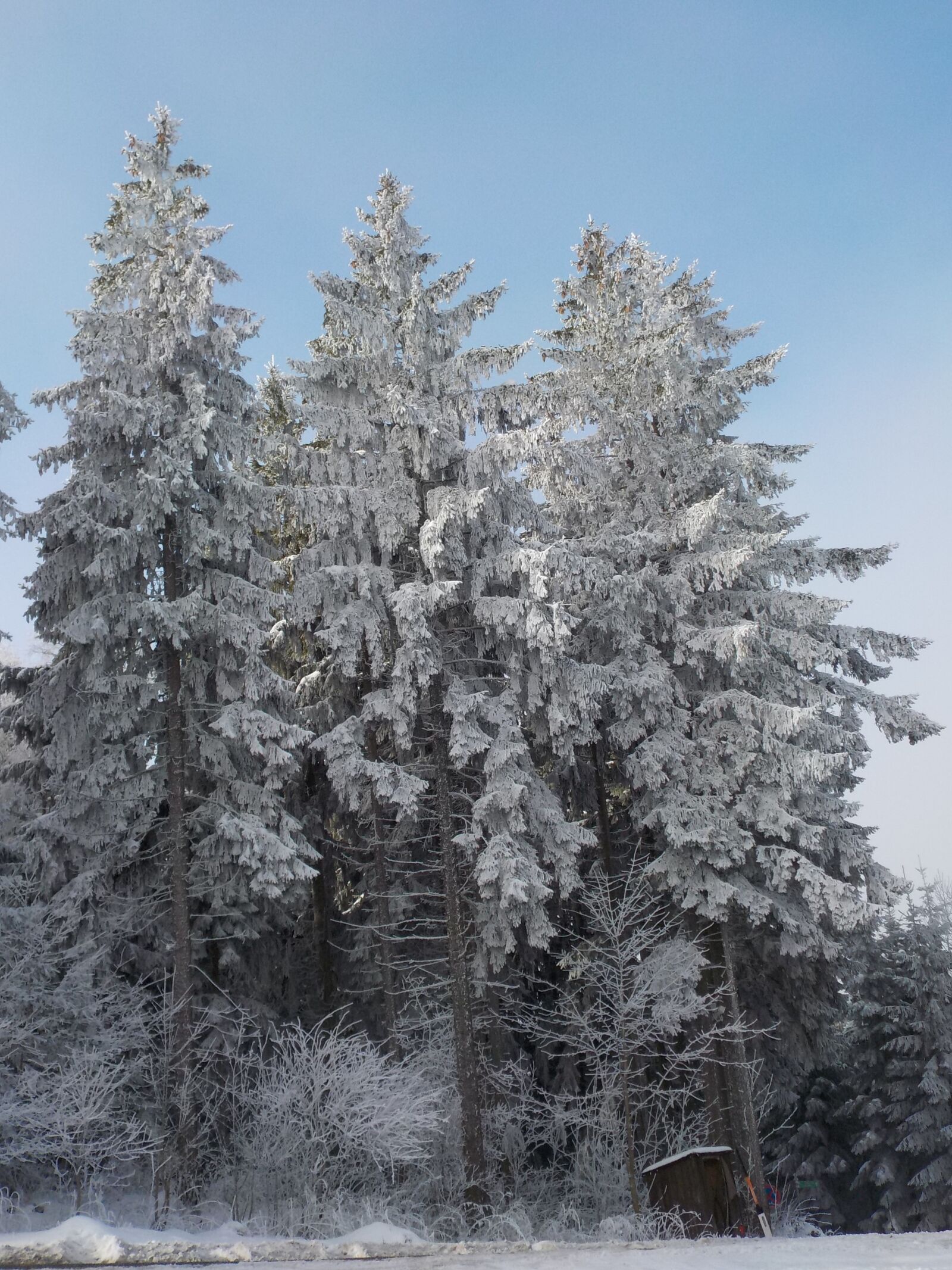 Nikon Coolpix S32 sample photo. Trees, frost, sun photography