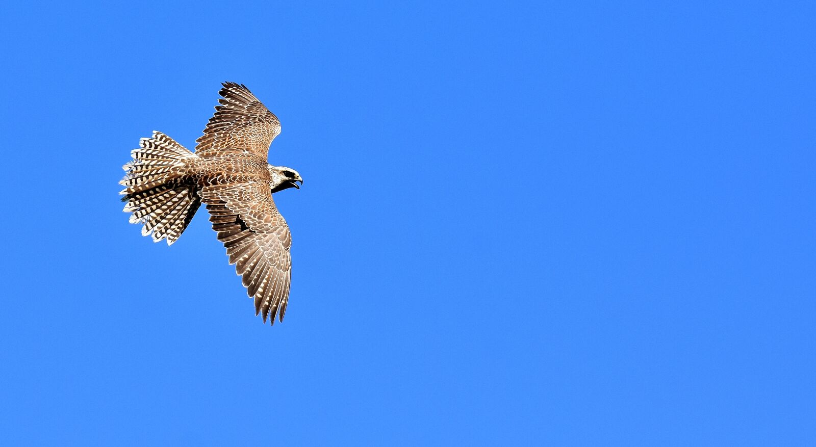 Nikon D7200 sample photo. Falcon, bird of prey photography