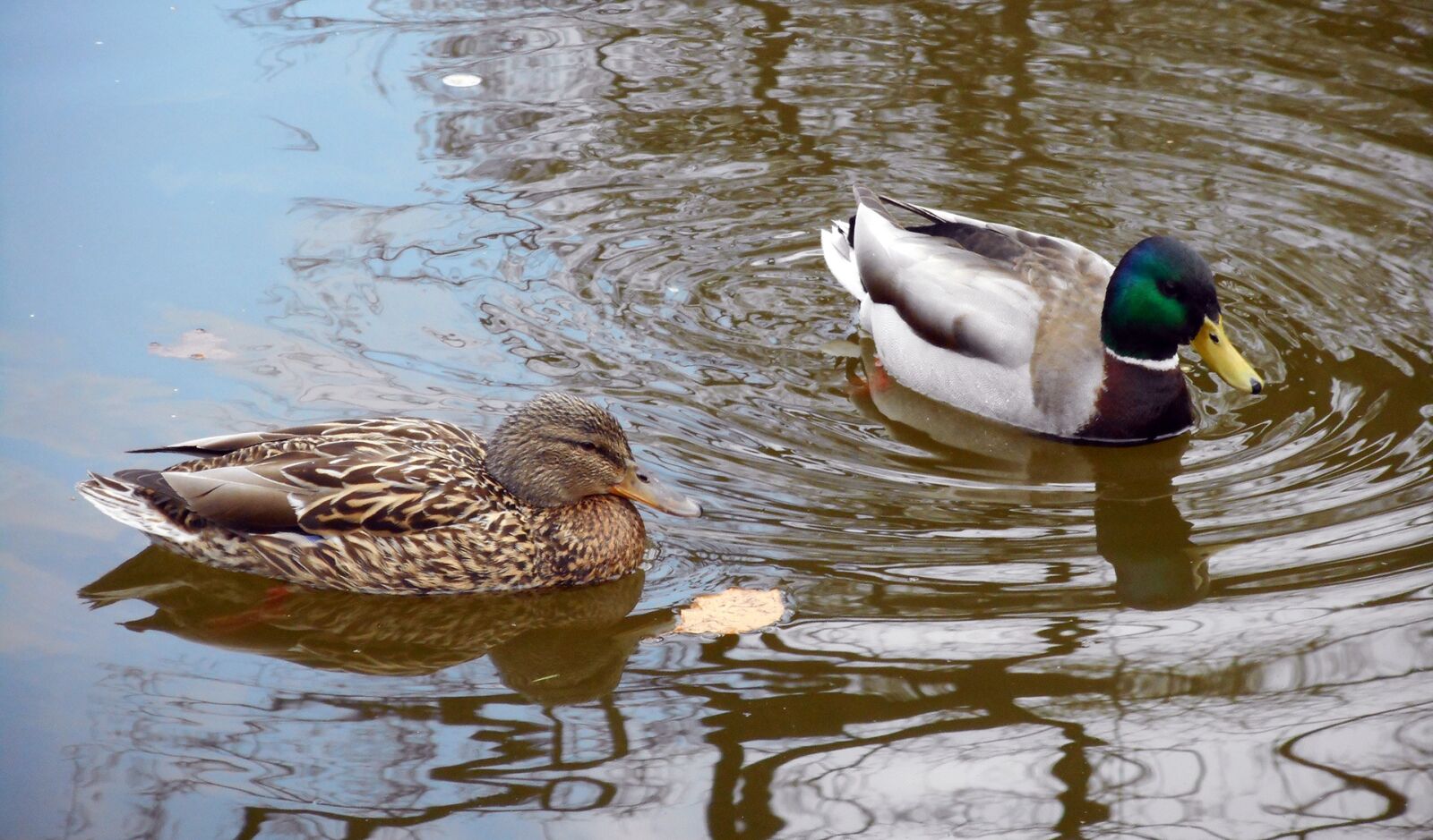 Nikon Coolpix S3600 sample photo. Ducks, birds, mallard duck photography