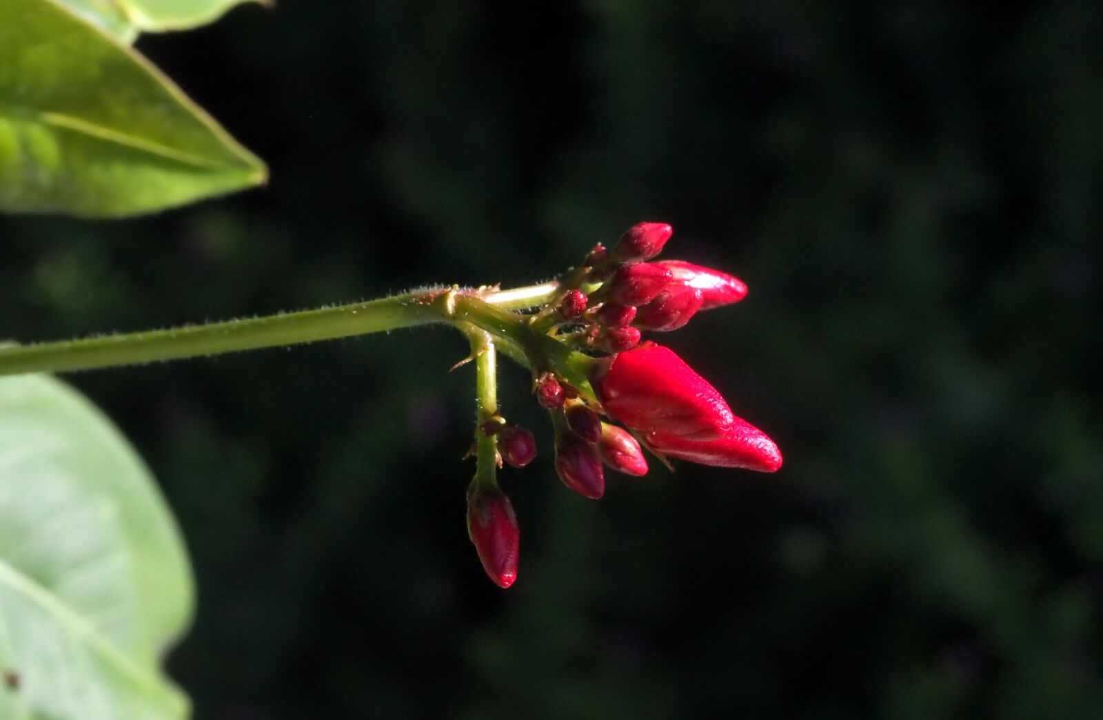 Olympus M.Zuiko Digital ED 60mm F2.8 Macro sample photo. Small, red, petal photography