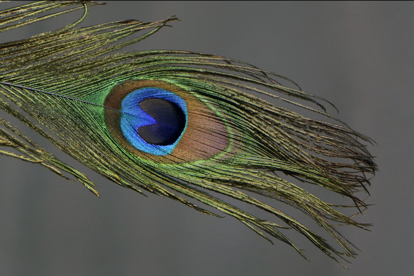 Nikon D7100 sample photo. Peacock feather, peacock, feather photography