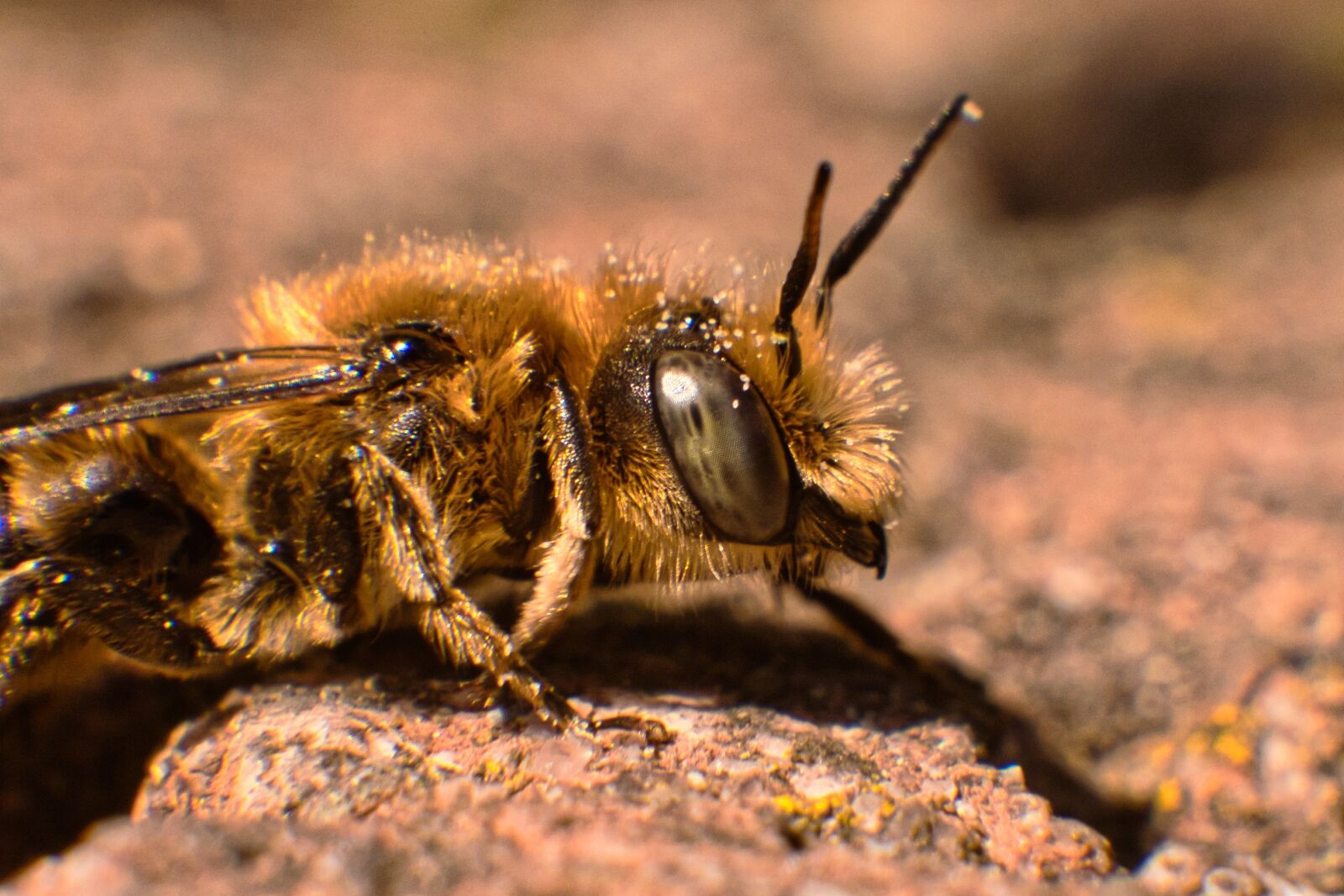Panasonic Lumix DMC-GX8 sample photo. Insect, macro, nature photography