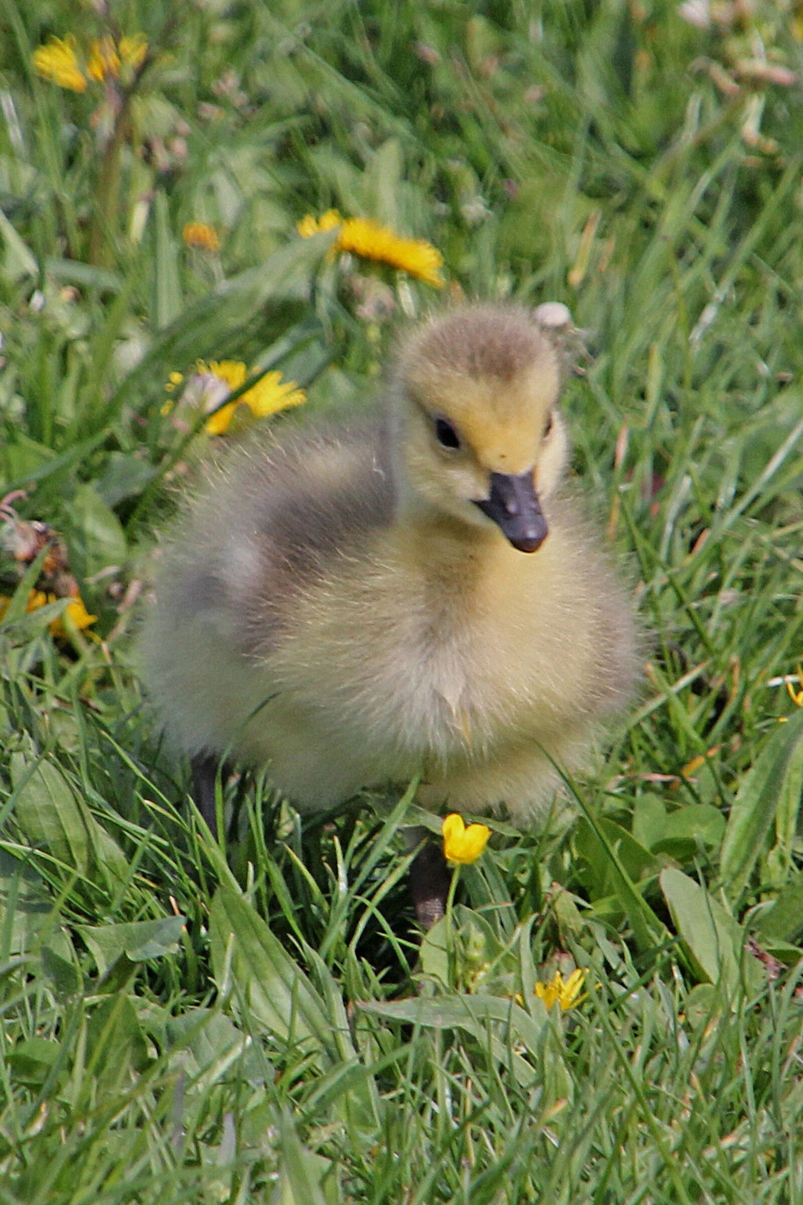Canon EOS 60D sample photo. Wild goose, goose, nice photography