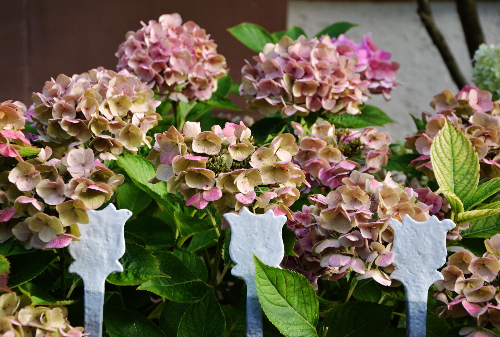 Nikon D5200 sample photo. Hydrangeas, garden, garden fence photography