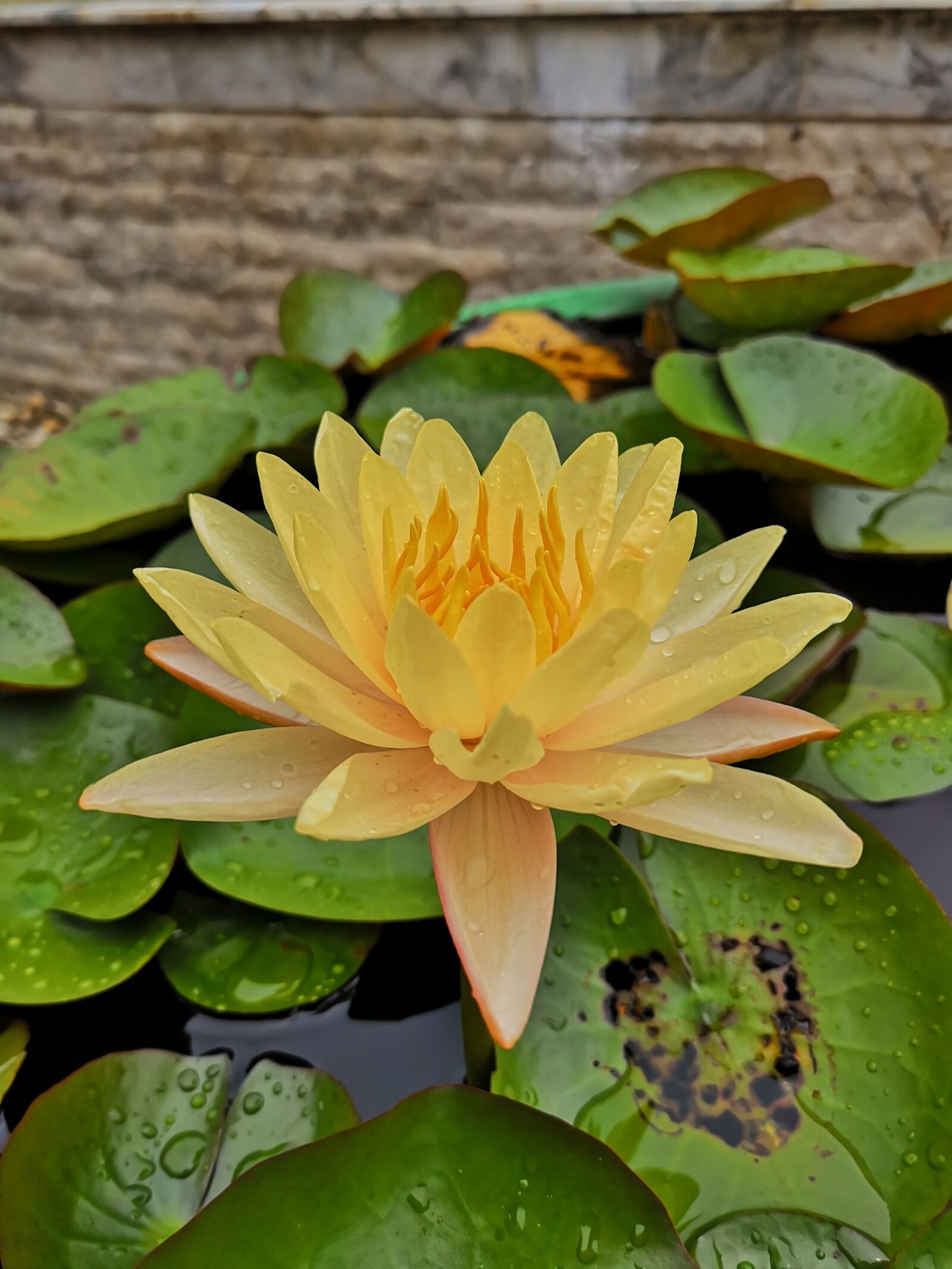 HUAWEI P20 sample photo. Lotus, yellow, nature photography