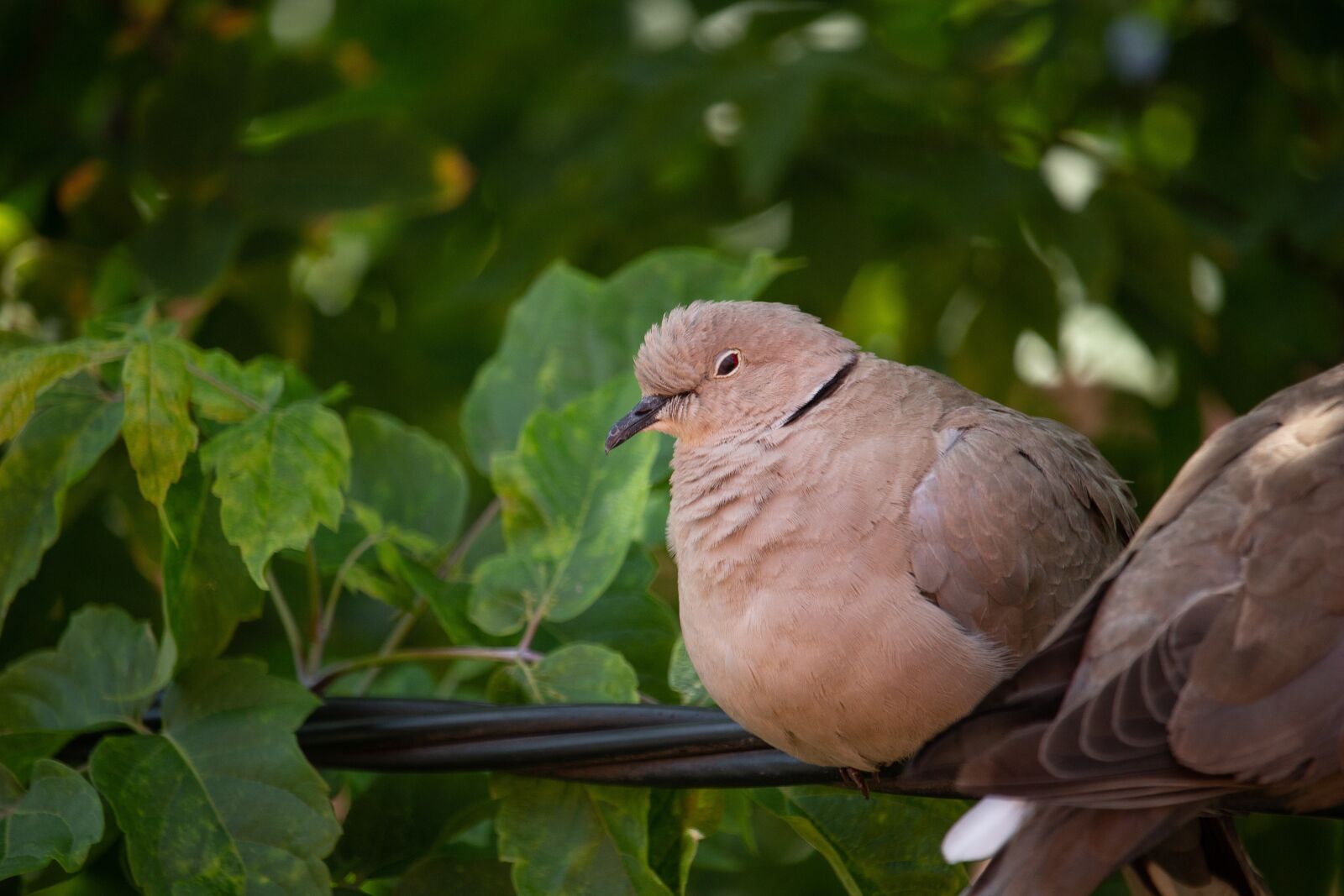 Canon EOS 100D (EOS Rebel SL1 / EOS Kiss X7) sample photo. Dove, pigeon, bird photography