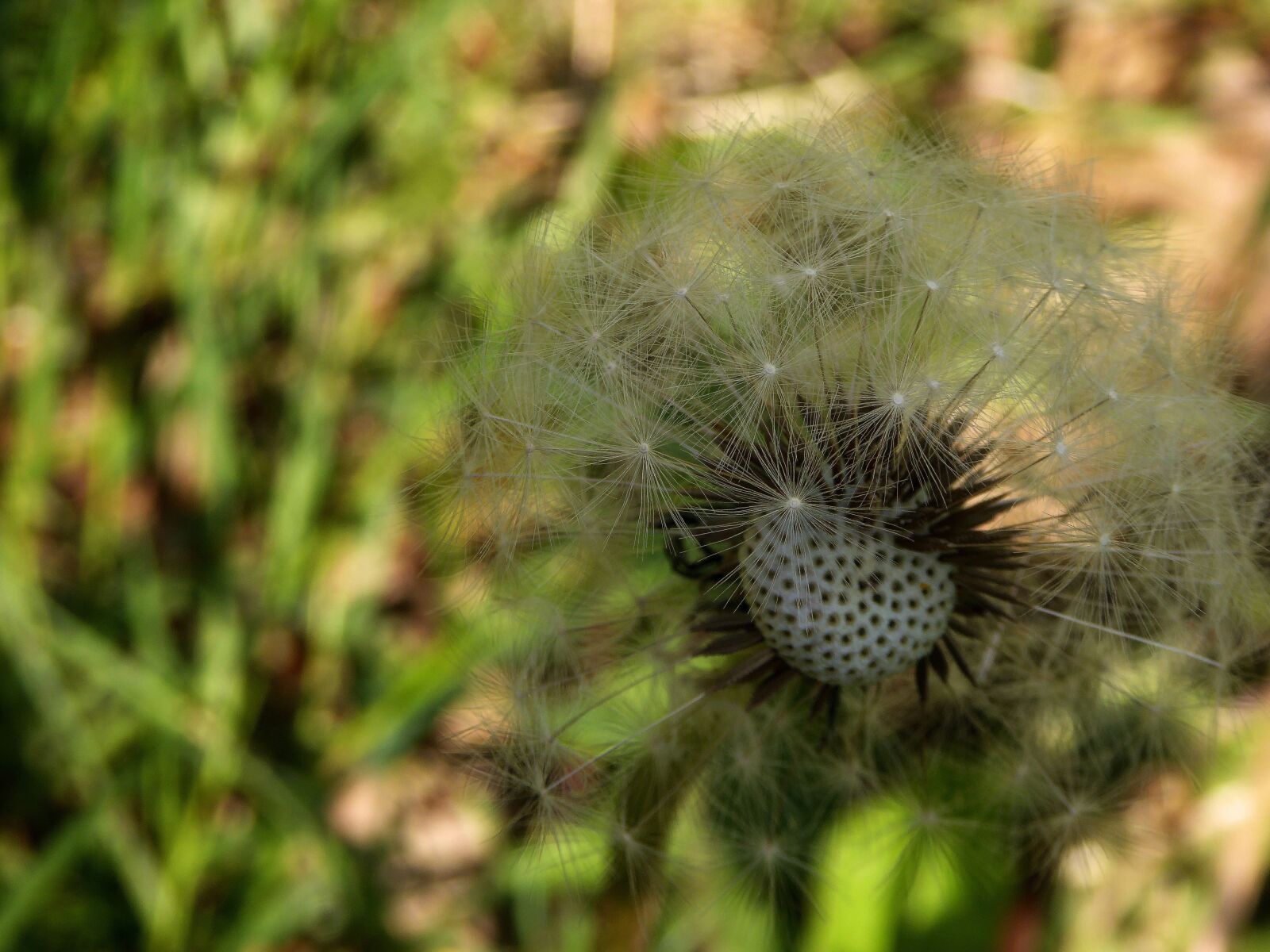 Panasonic DMC-TZ61 sample photo. Dandelion, close up, seeds photography