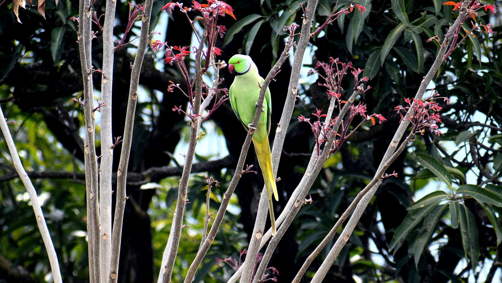 Nikon D3300 sample photo. Bird, nature, tree photography