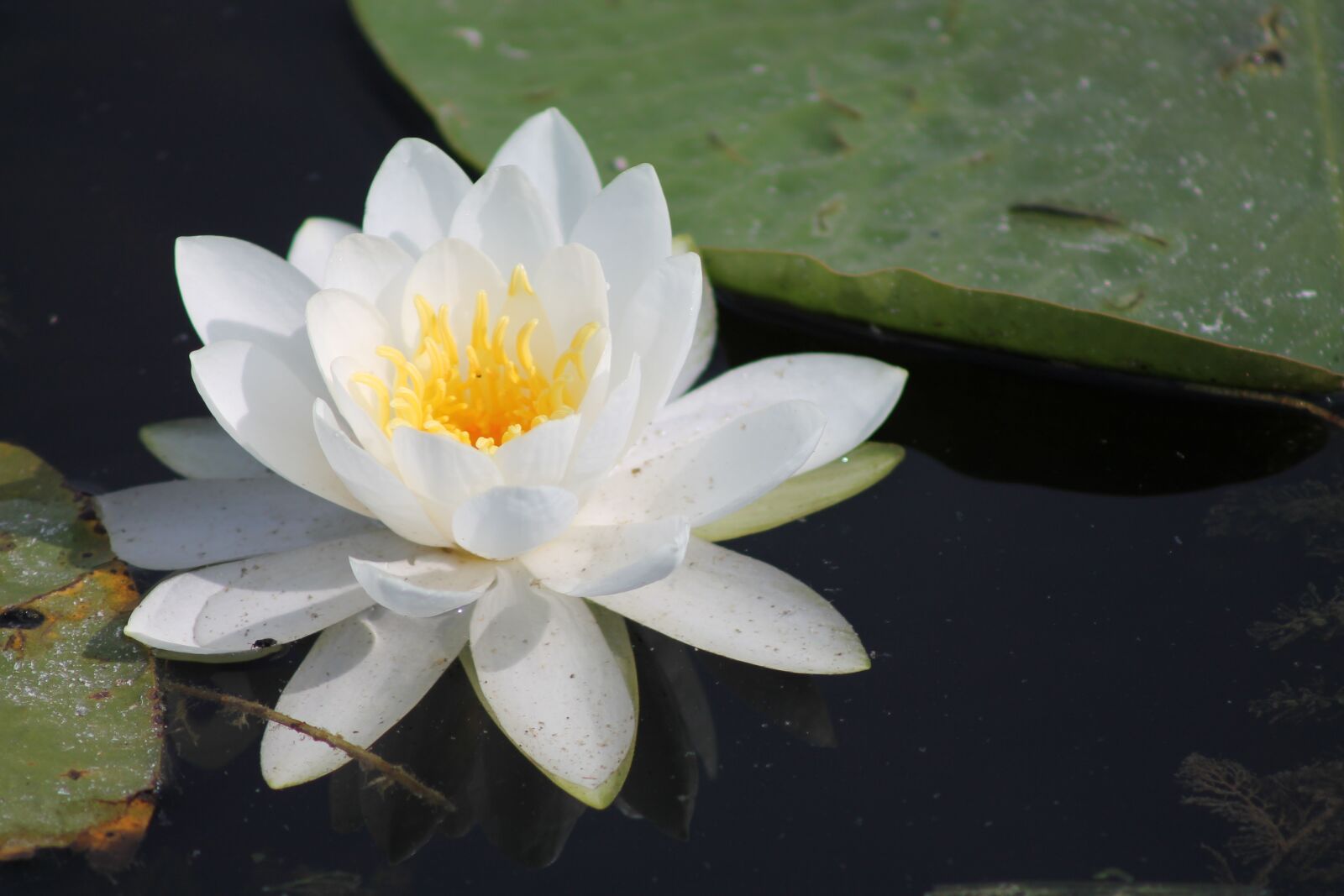 Canon EF 75-300mm f/4-5.6 USM sample photo. Lily, lily pad, marsh photography