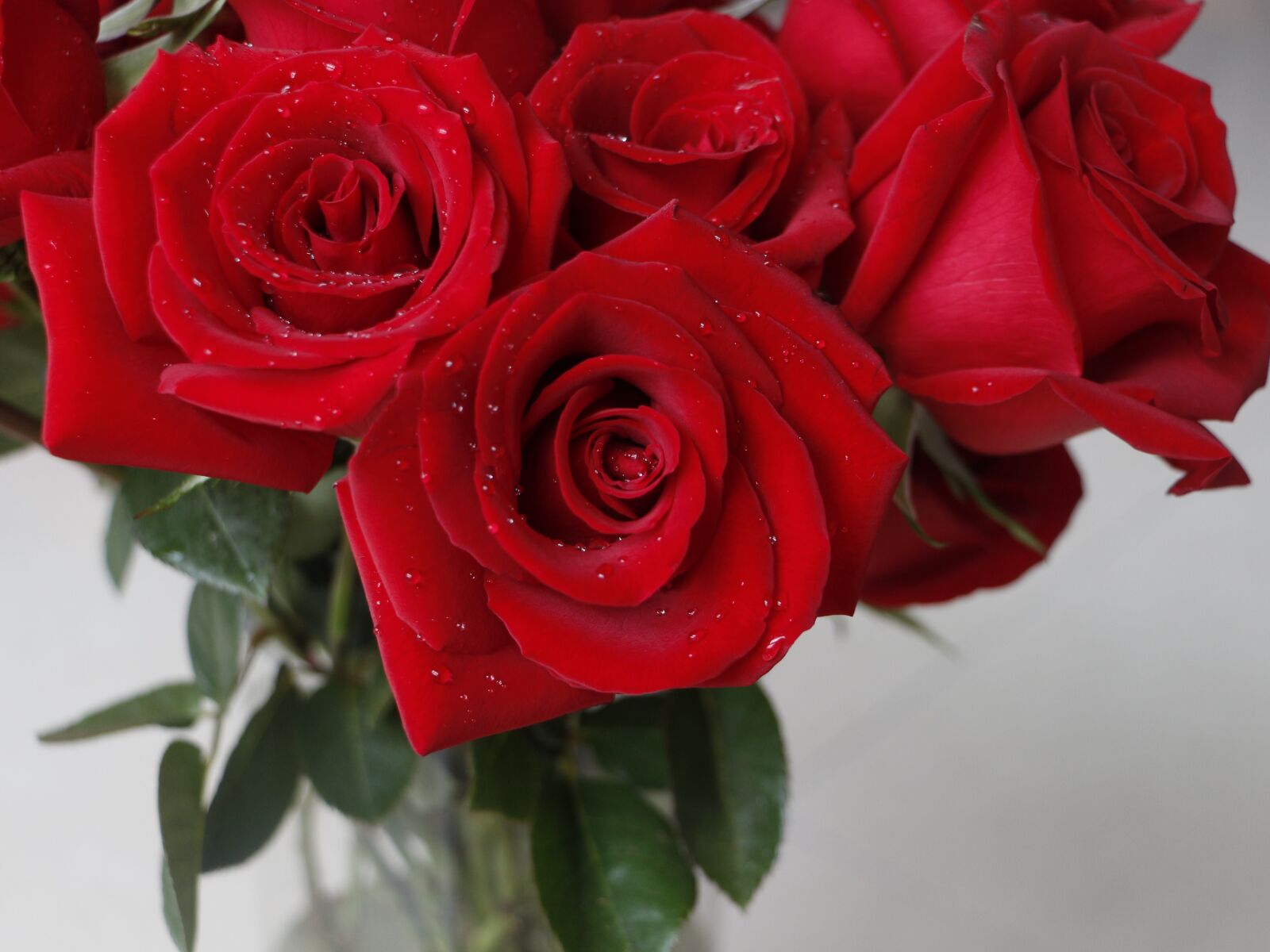 Canon EOS 700D (EOS Rebel T5i / EOS Kiss X7i) sample photo. Rose, red rose, valentine photography