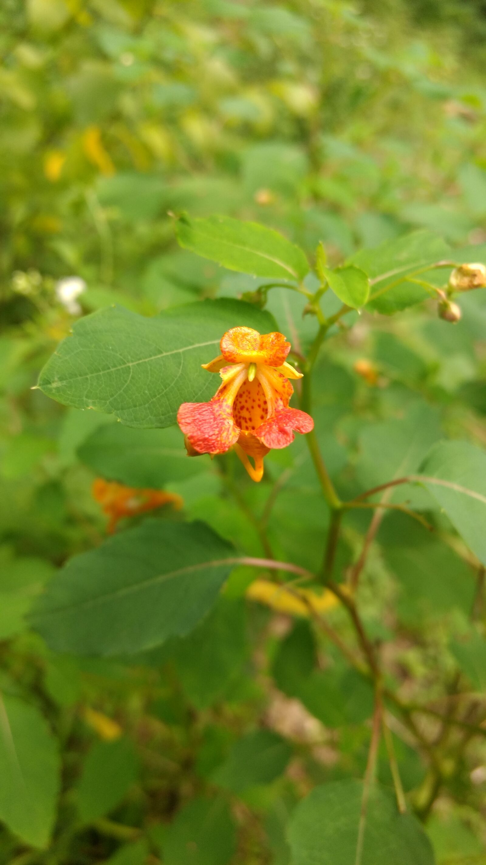 Motorola Moto G (4) sample photo