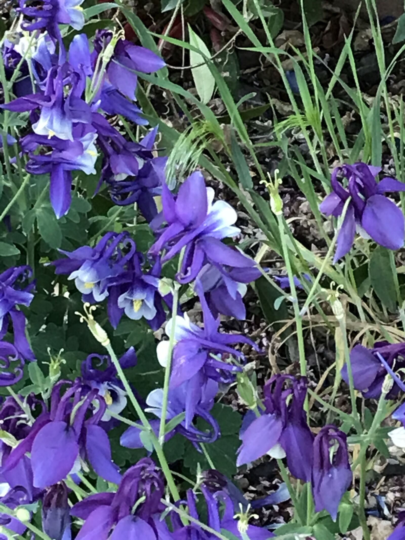 iPhone 7 back camera 3.99mm f/1.8 sample photo. Columbine, flowers, spring photography