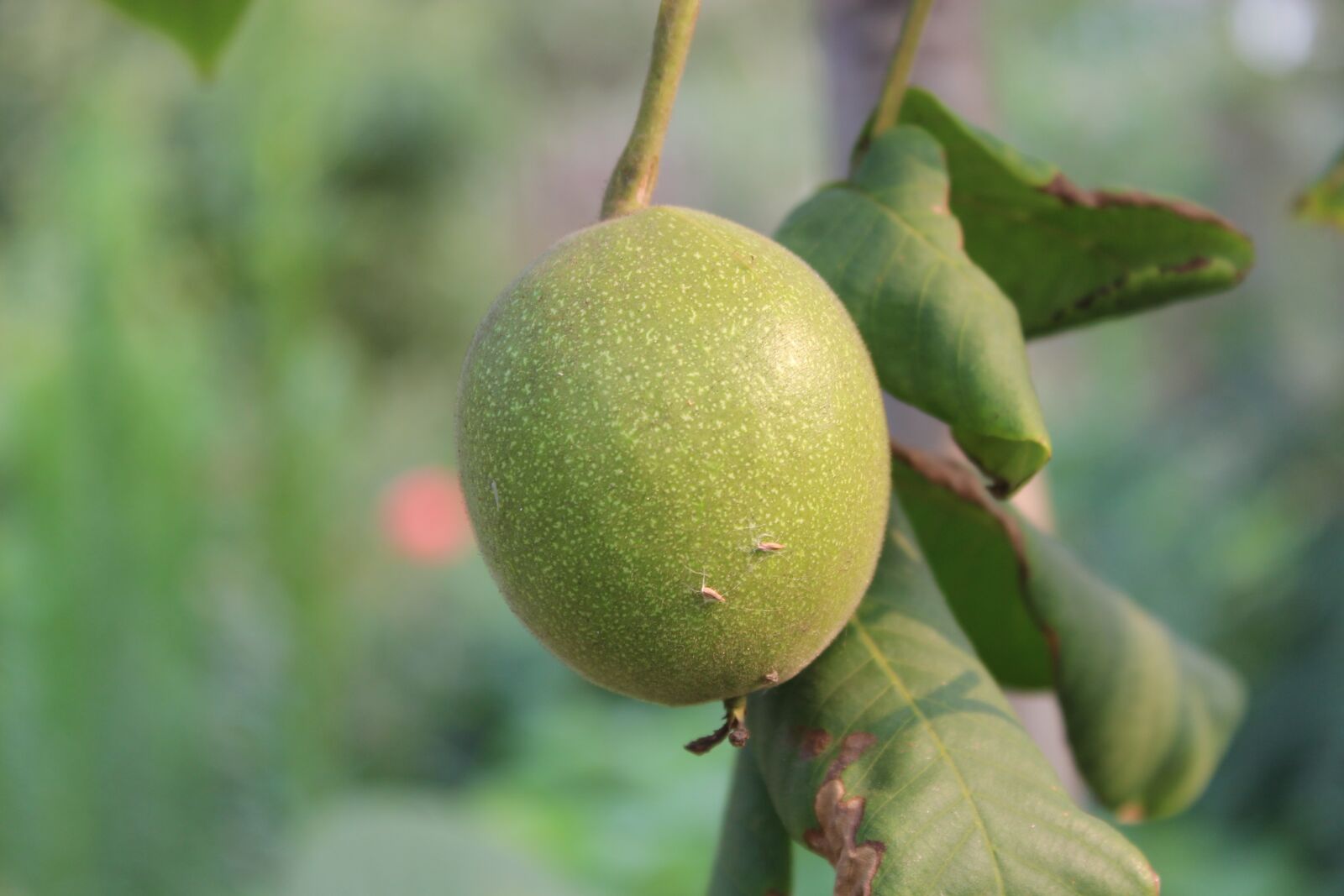 Canon EOS 600D (Rebel EOS T3i / EOS Kiss X5) sample photo. Green, walnuts, gain photography