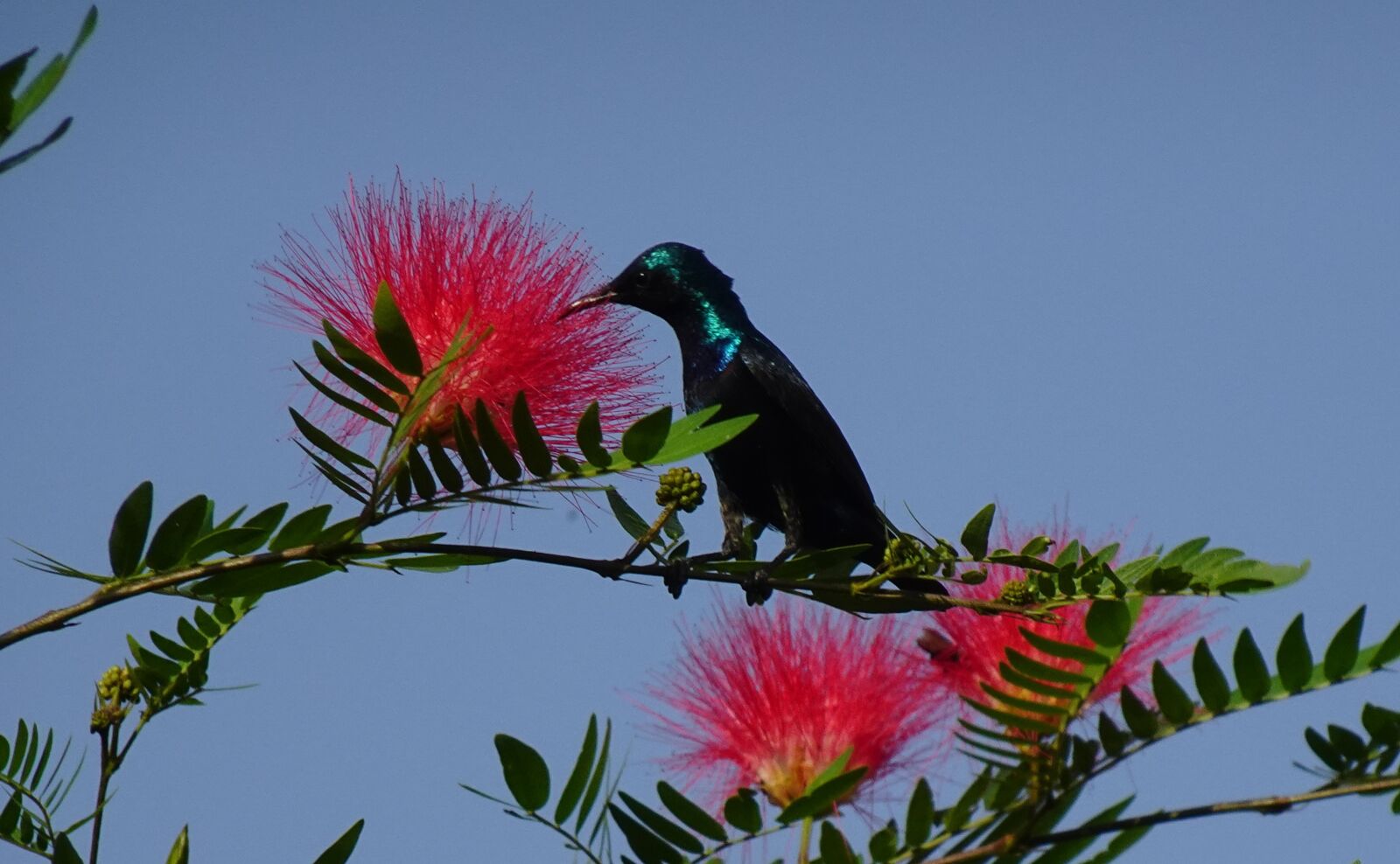 Sony DSC-WX800 sample photo. Bird, purple sunbird, cinnyris photography