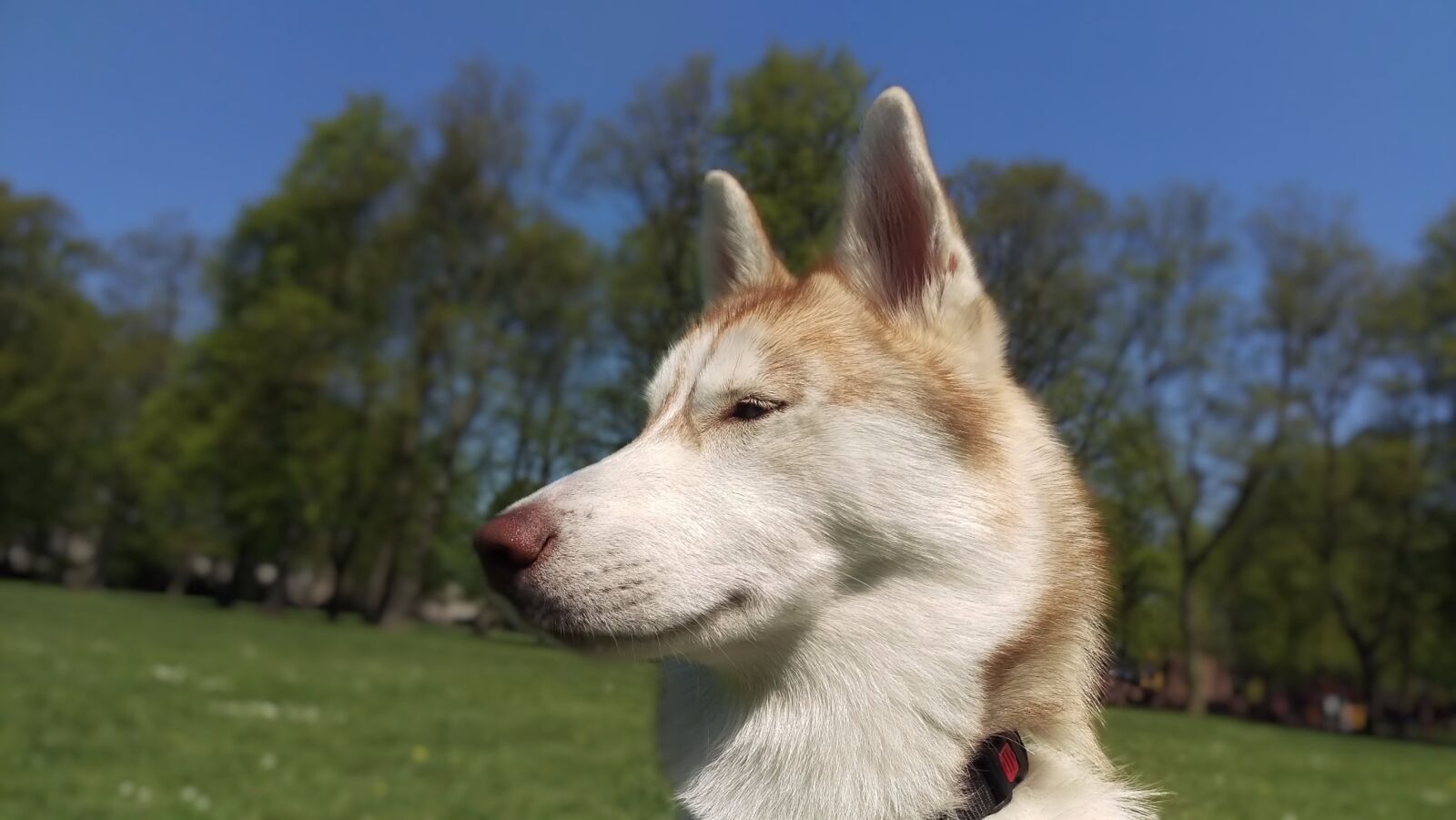 HTC ONE M9 sample photo. Husky, dog, animal photography