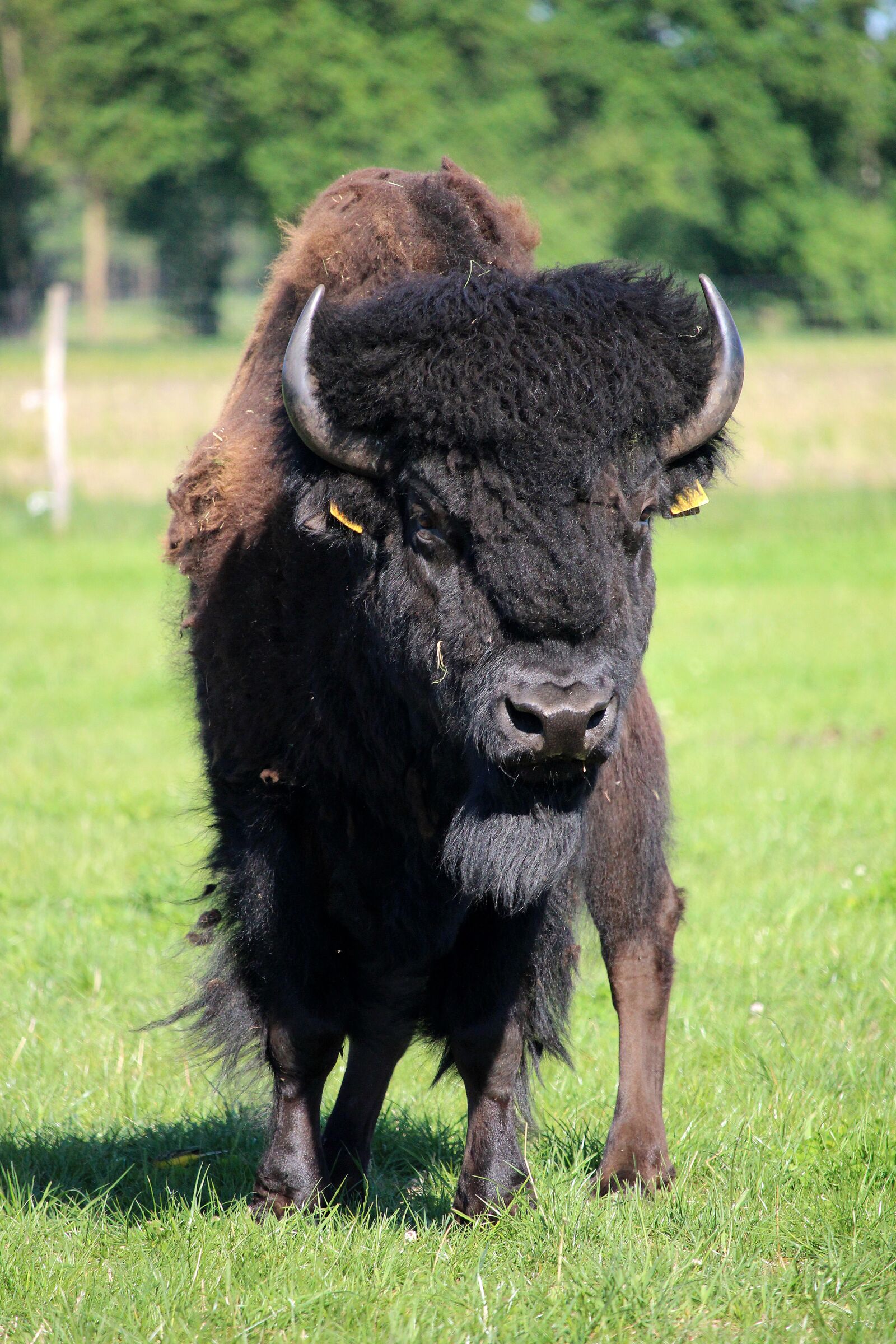 Canon EOS 700D (EOS Rebel T5i / EOS Kiss X7i) sample photo. Bison, bull, wisent photography