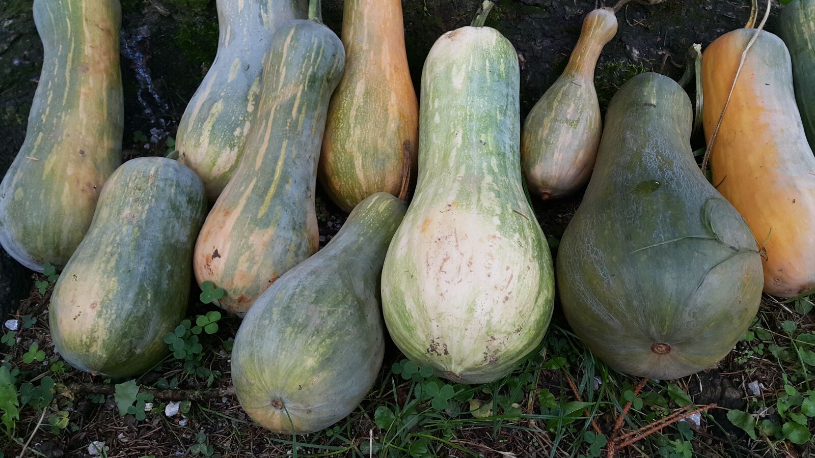 Samsung Galaxy Note4 sample photo. Pumpkins, pumpkin, vegetables photography