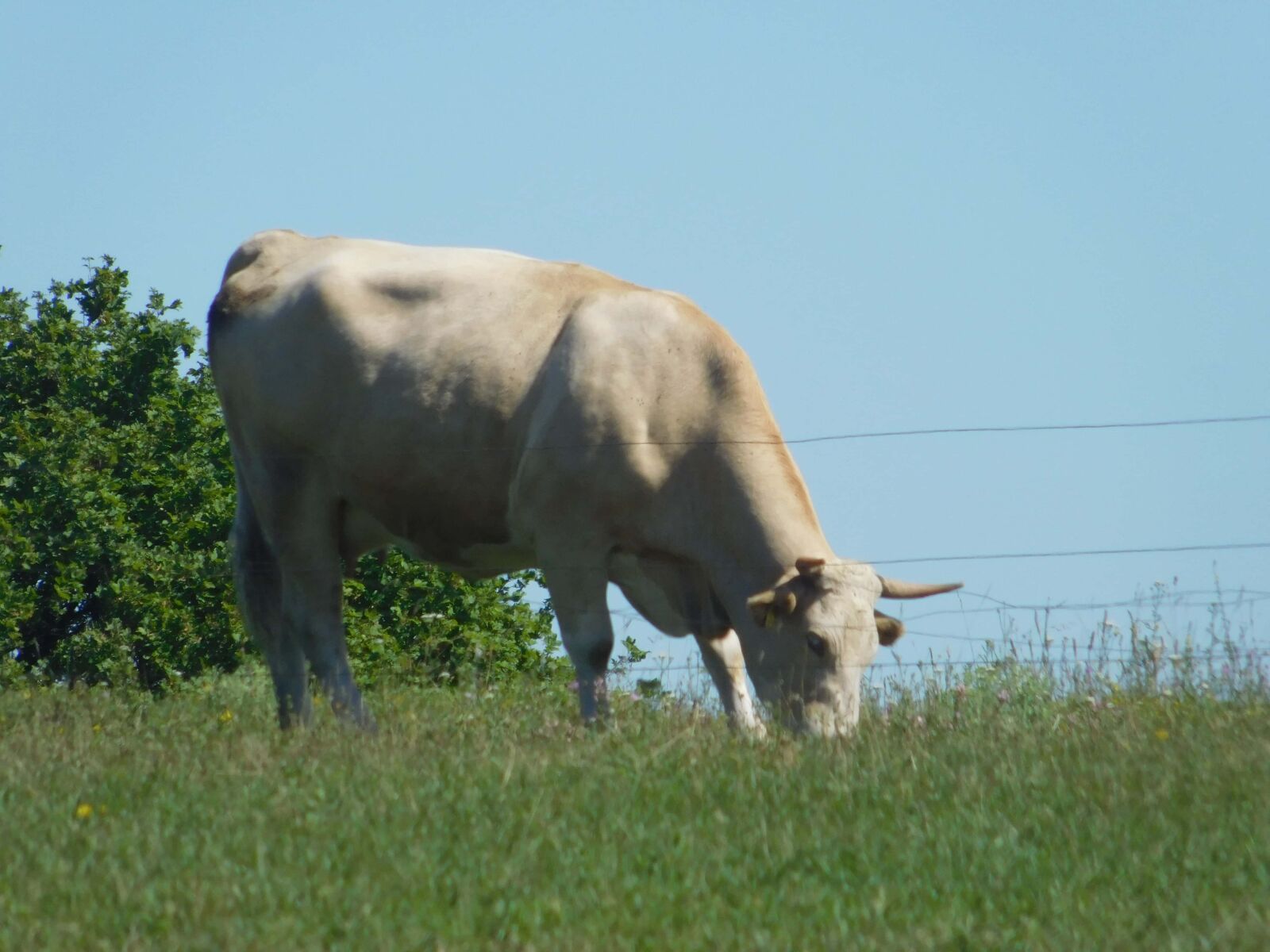 Nikon Coolpix L840 sample photo. Animal, cow, livestock, agriculture photography