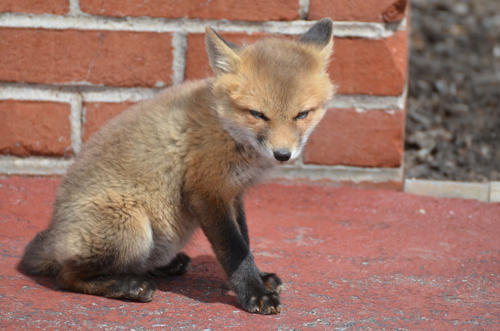Nikon D5100 sample photo. Fox, kits, family photography