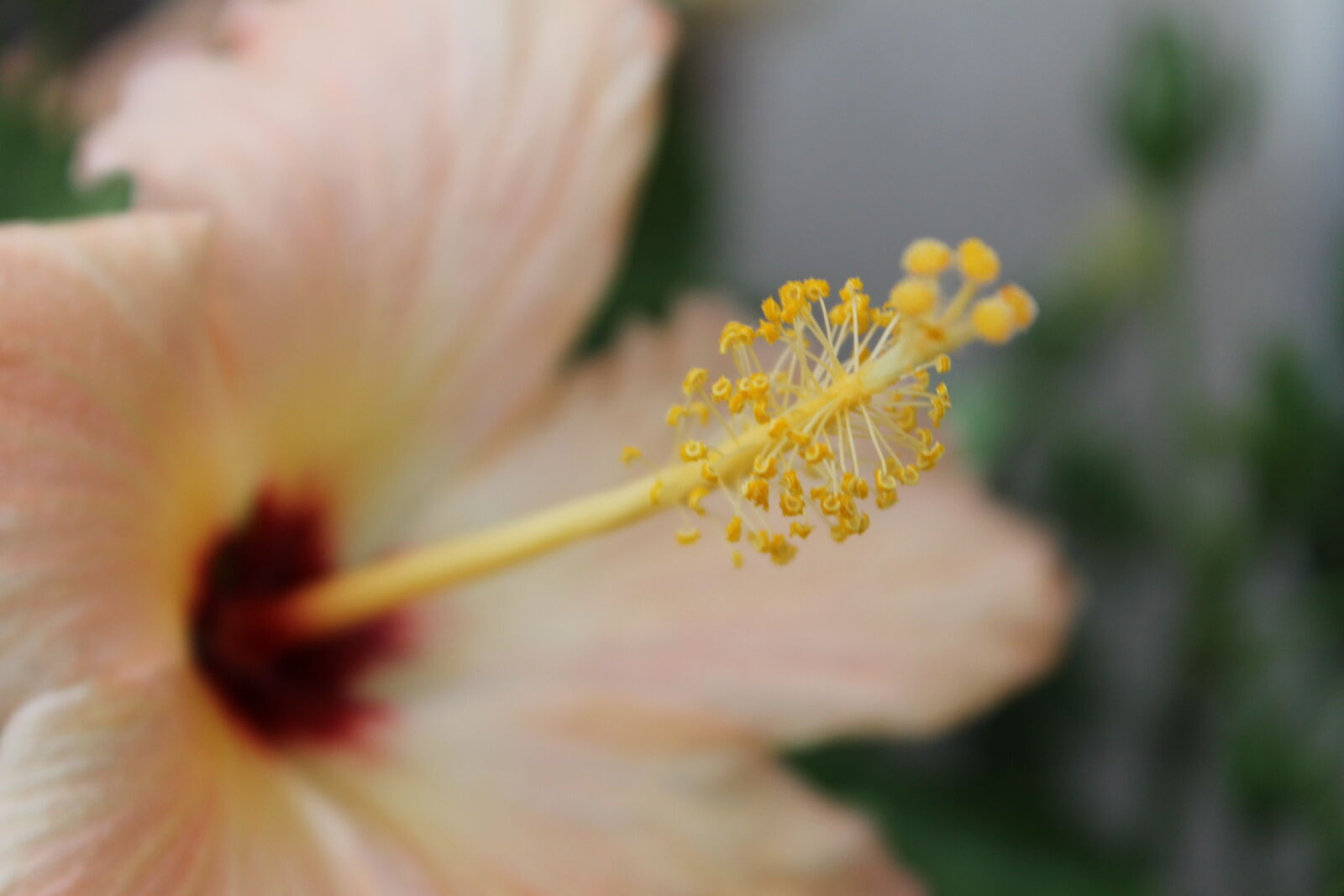Canon EOS 1100D (EOS Rebel T3 / EOS Kiss X50) sample photo. Bloom, blooming, blossom, botanical photography