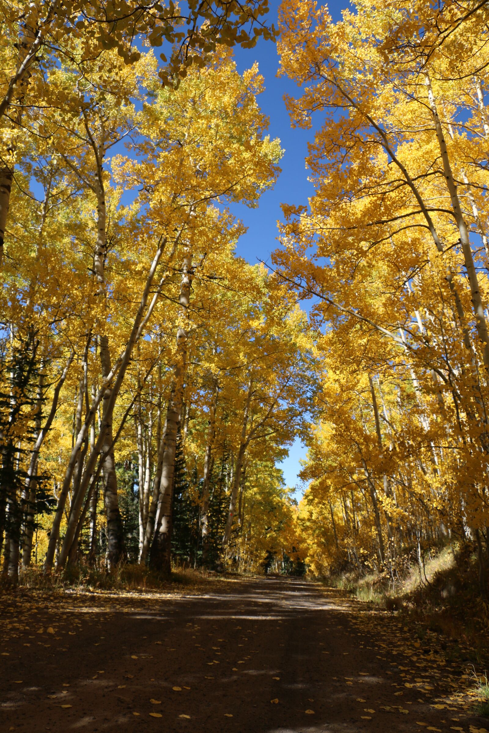 Canon EOS 70D sample photo. Autumn, trees, aspens photography