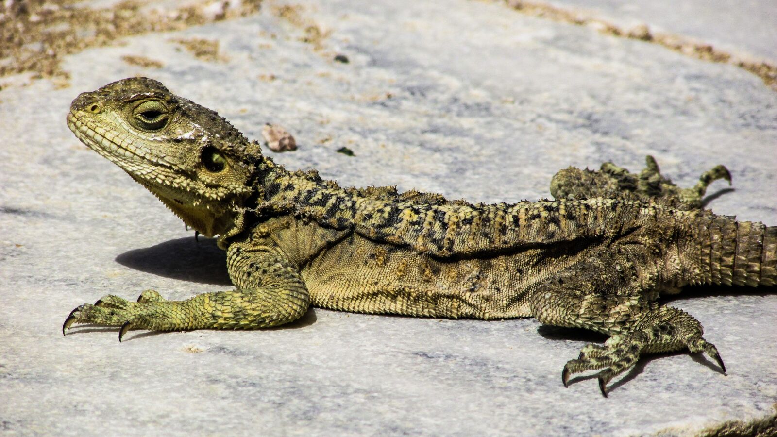 Canon PowerShot SX400 IS sample photo. Cyprus, lizard, kurkutas photography