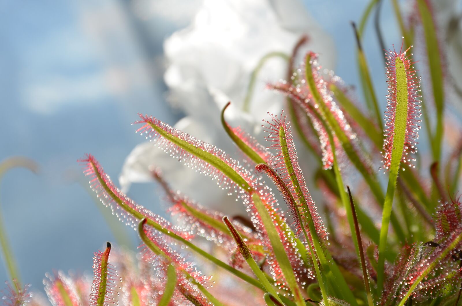 Nikon D5100 sample photo. Carnivorous plant, drop, green photography