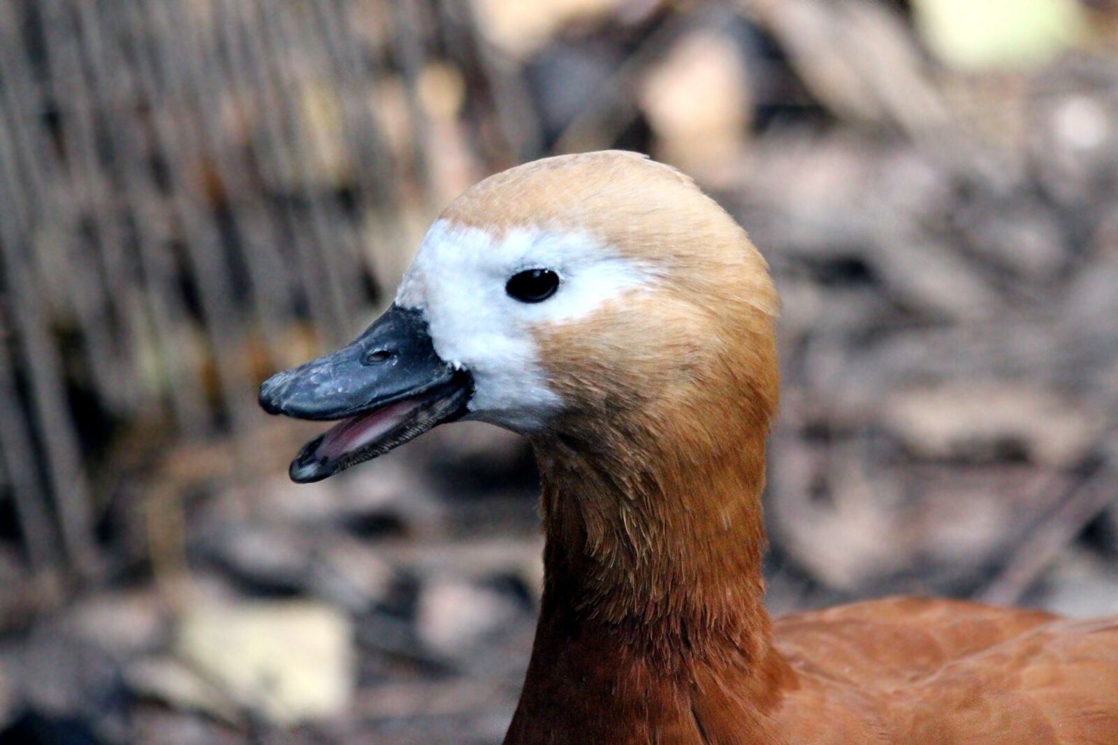 Canon EOS 650D (EOS Rebel T4i / EOS Kiss X6i) sample photo. Ogar, red duck, tadorna photography