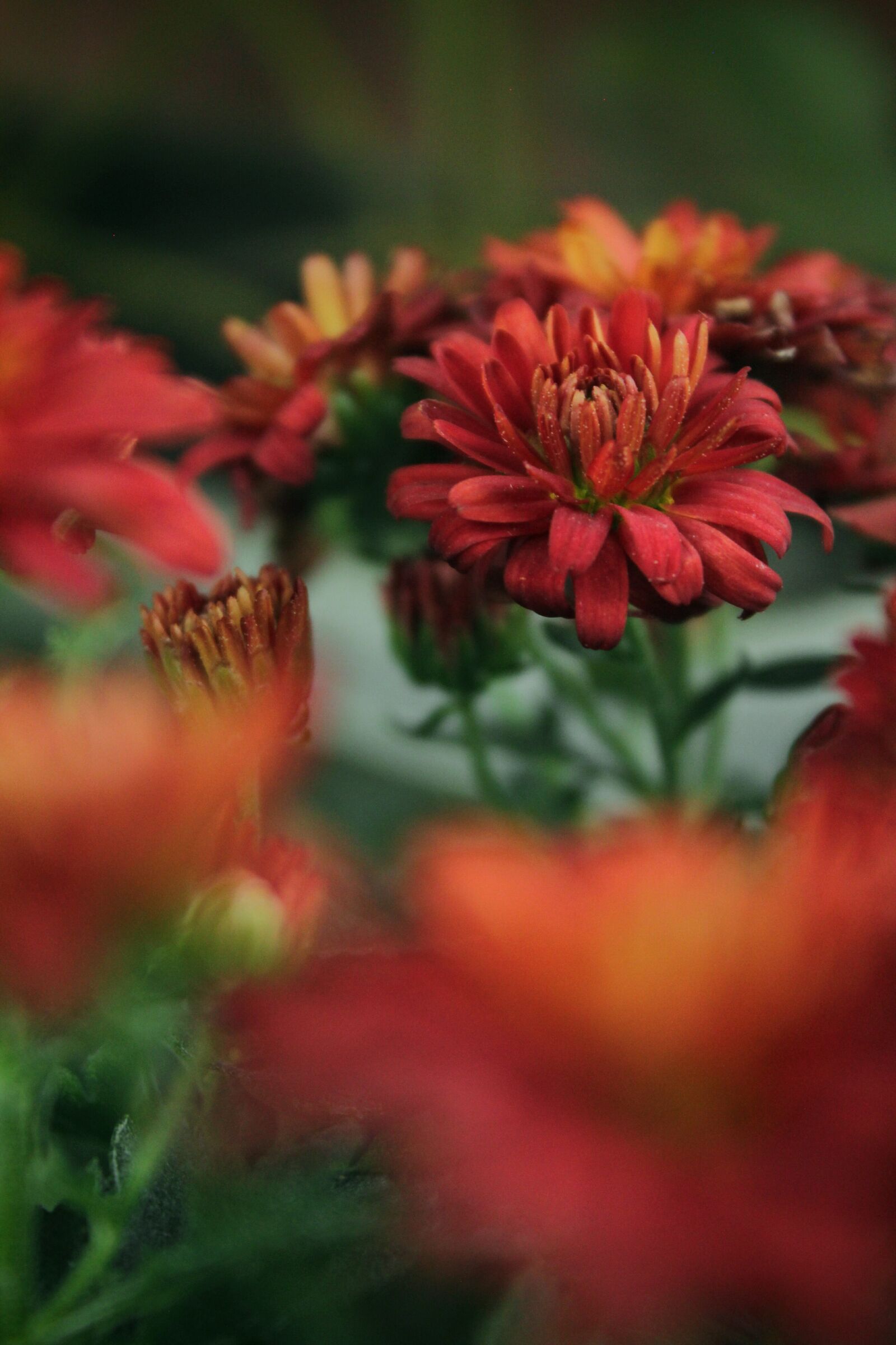 Canon EOS 1300D (EOS Rebel T6 / EOS Kiss X80) sample photo. Chrysanthemum, flowers, macro photography