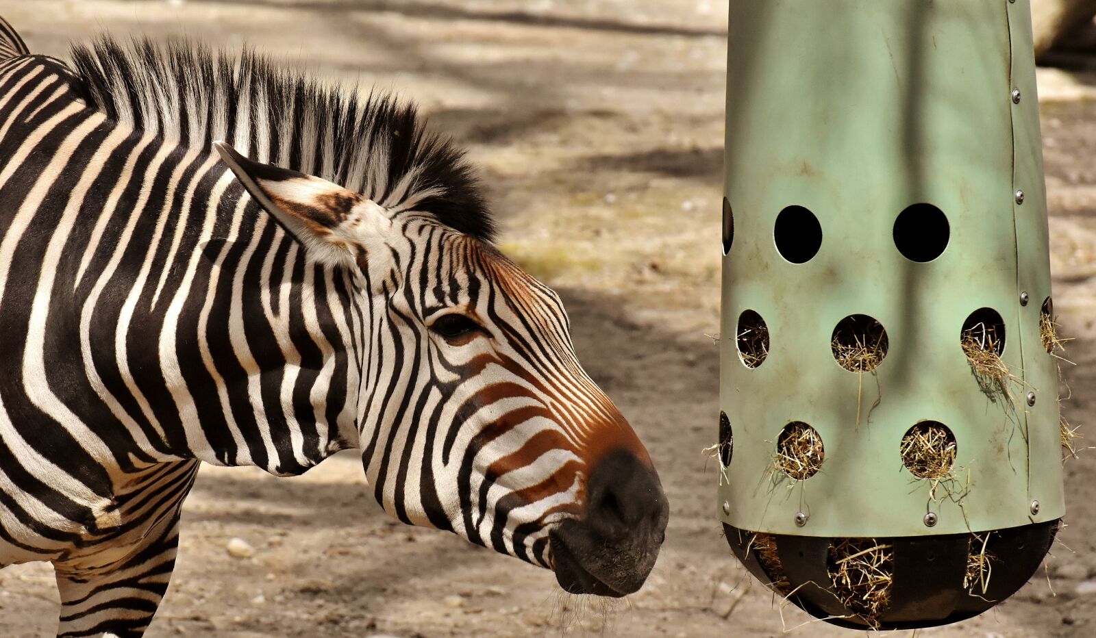 Nikon D7200 sample photo. Zebra, wild animal, zoo photography