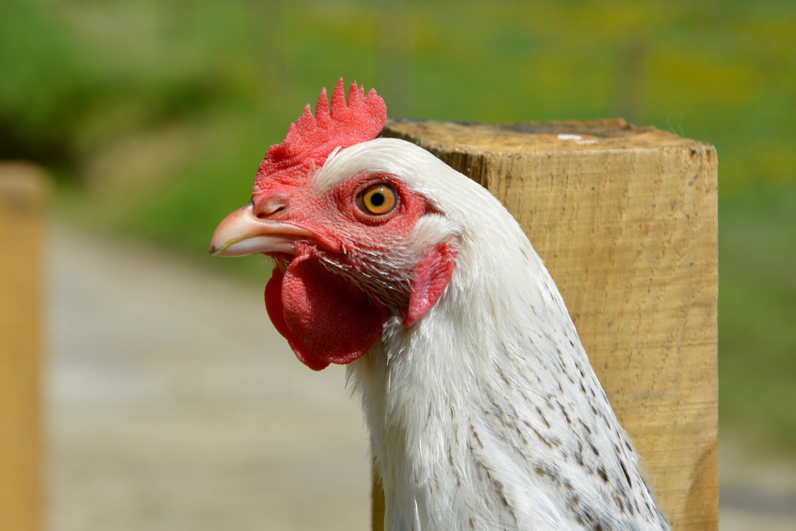 Nikon D5200 sample photo. White hen sussex, laying photography
