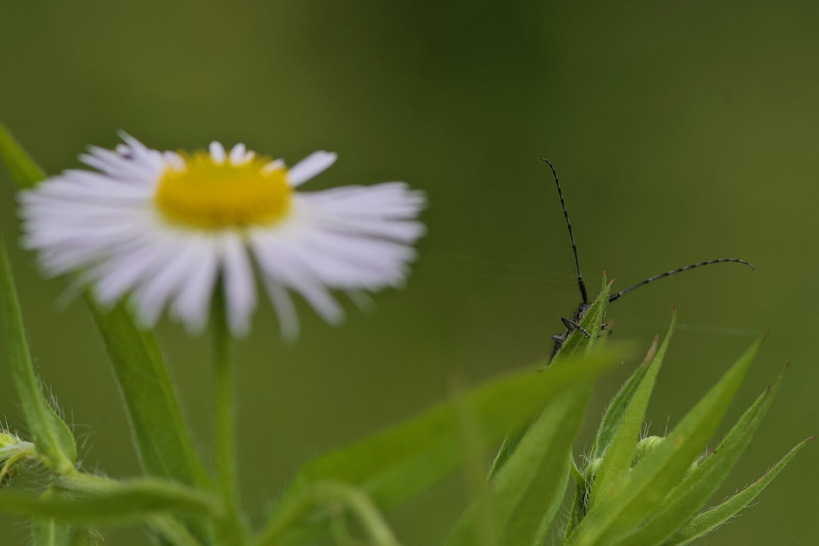 Nikon D750 sample photo. Antennas, plugged in, hidden photography