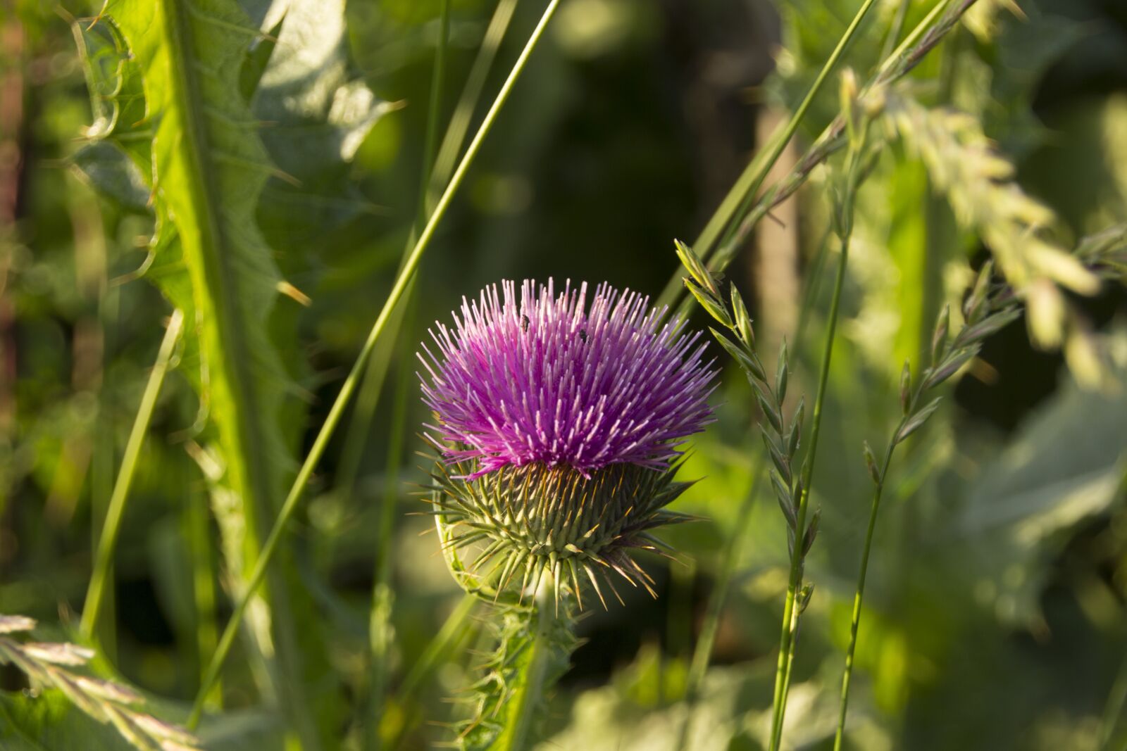 Canon EOS 60D sample photo. Diestel, flower, prickly photography