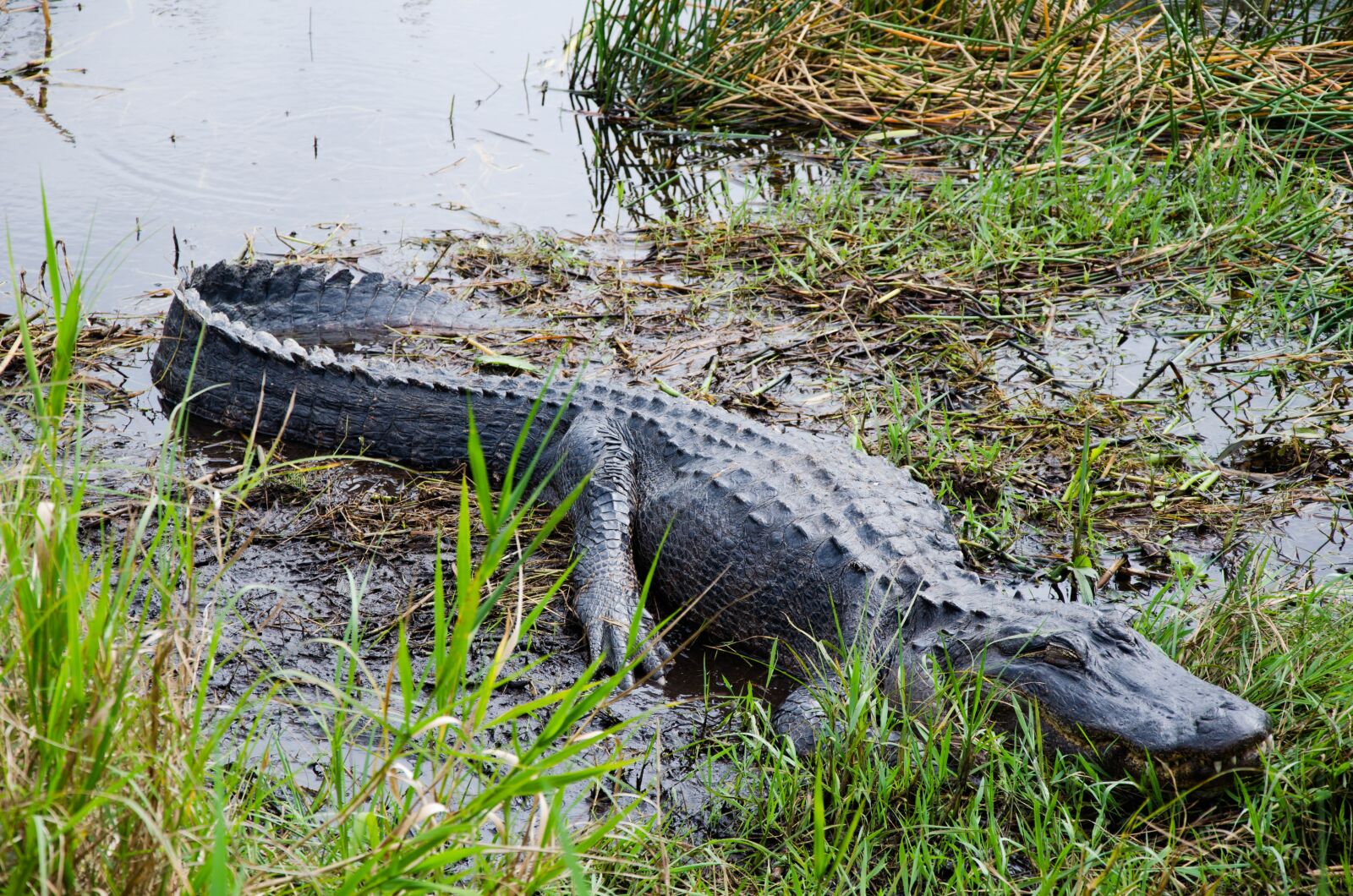 Nikon D5100 sample photo. Gator, wildlife, alligator photography