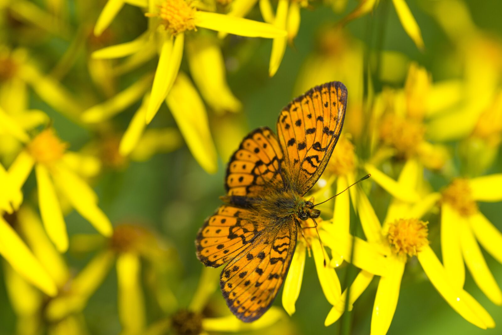 Nikon D800E sample photo. Butterfly, fritillary butterfly, flowers photography