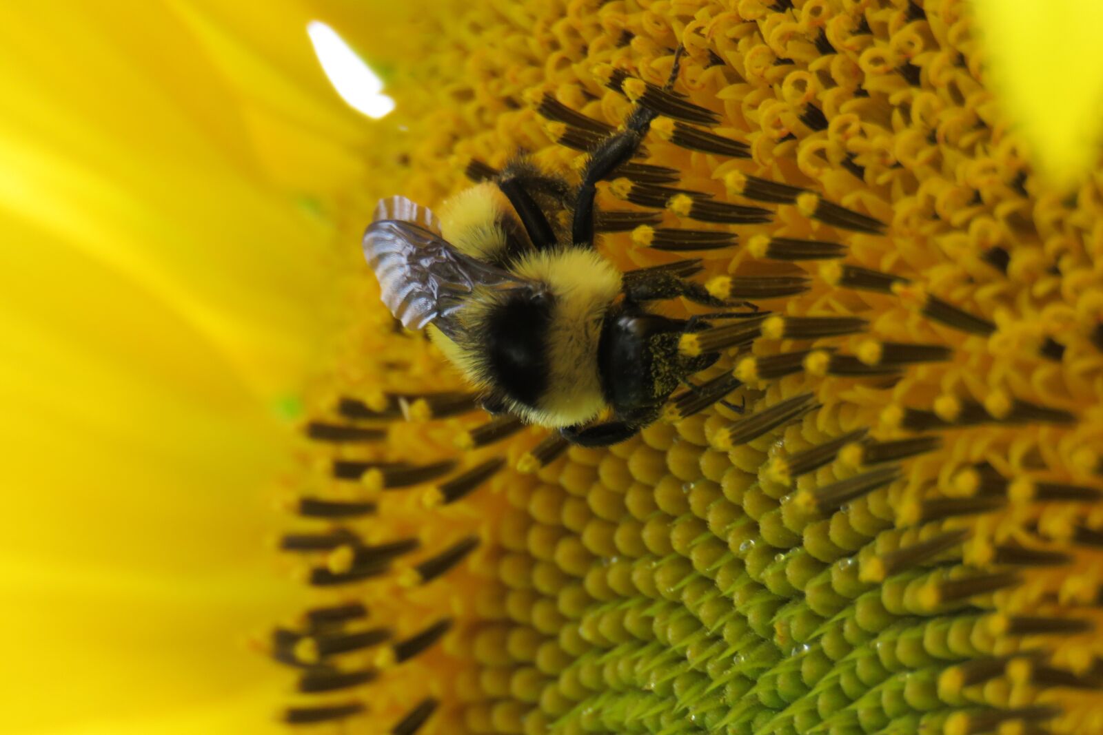 Canon PowerShot SX60 HS sample photo. Bee, nectar, animal photography